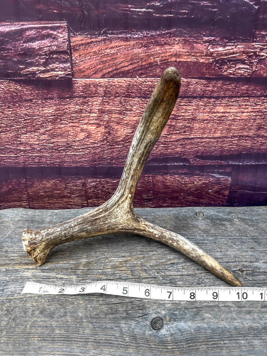 Small Self-Standing Moose Antler. Antler for Crafting, Carving, Pet Treats, Decor and More. From a Wild Canada Moose