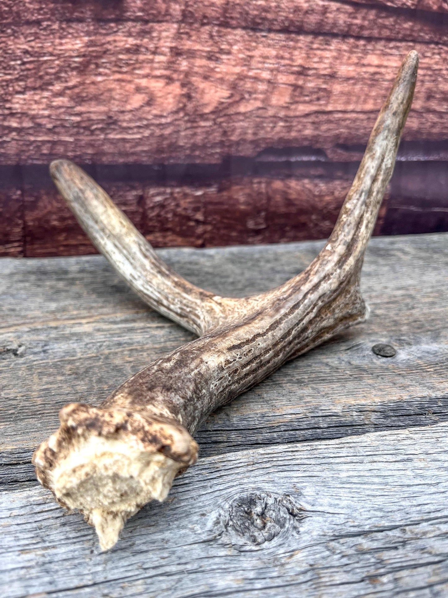 Small Self-Standing Moose Antler. Antler for Crafting, Carving, Pet Treats, Decor and More. From a Wild Canada Moose