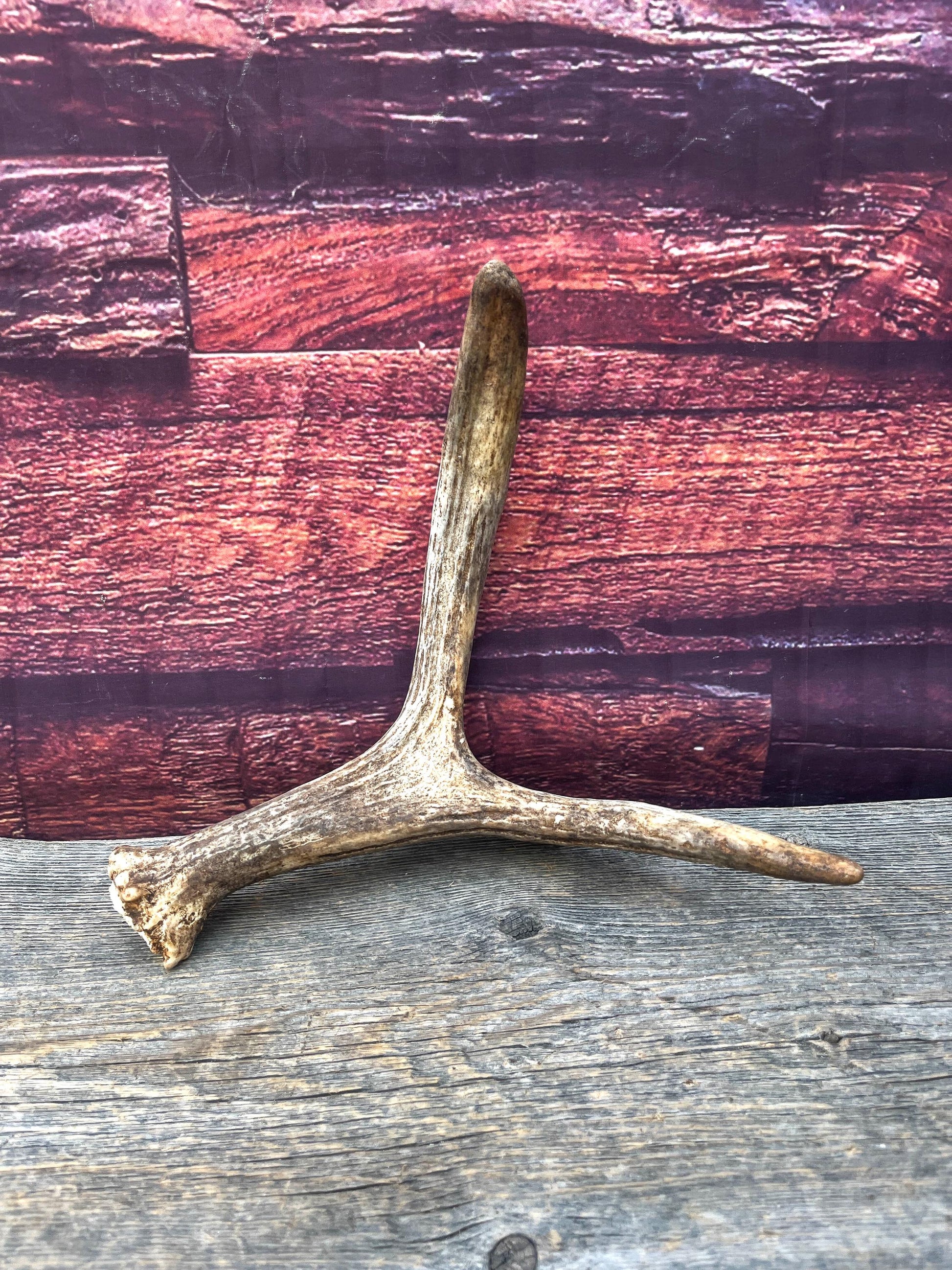 Small Self-Standing Moose Antler. Antler for Crafting, Carving, Pet Treats, Decor and More. From a Wild Canada Moose