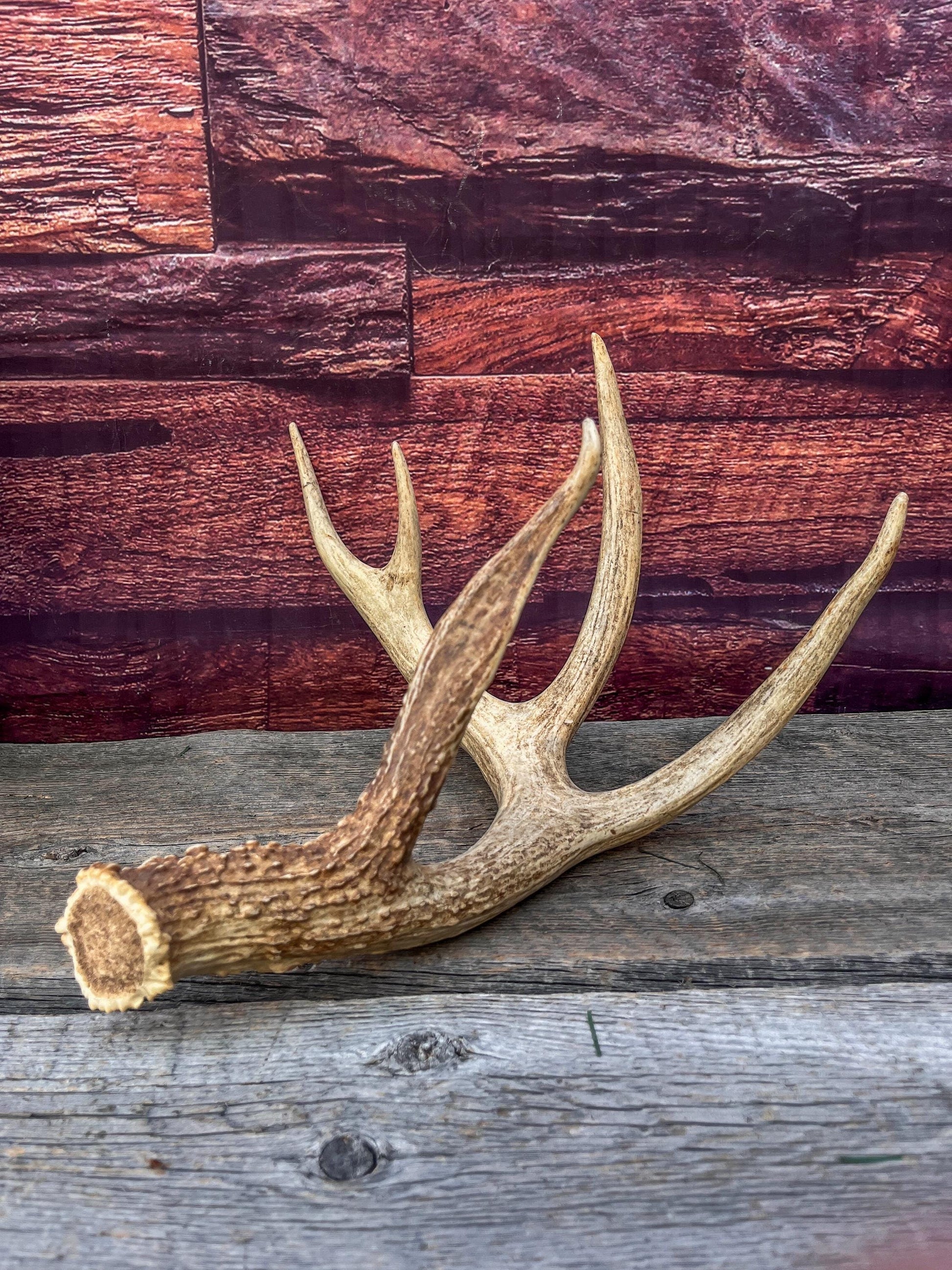 Incredible White-tailed deer Antler. Large, Deer Shed for Decor, Design, Crafting and More!