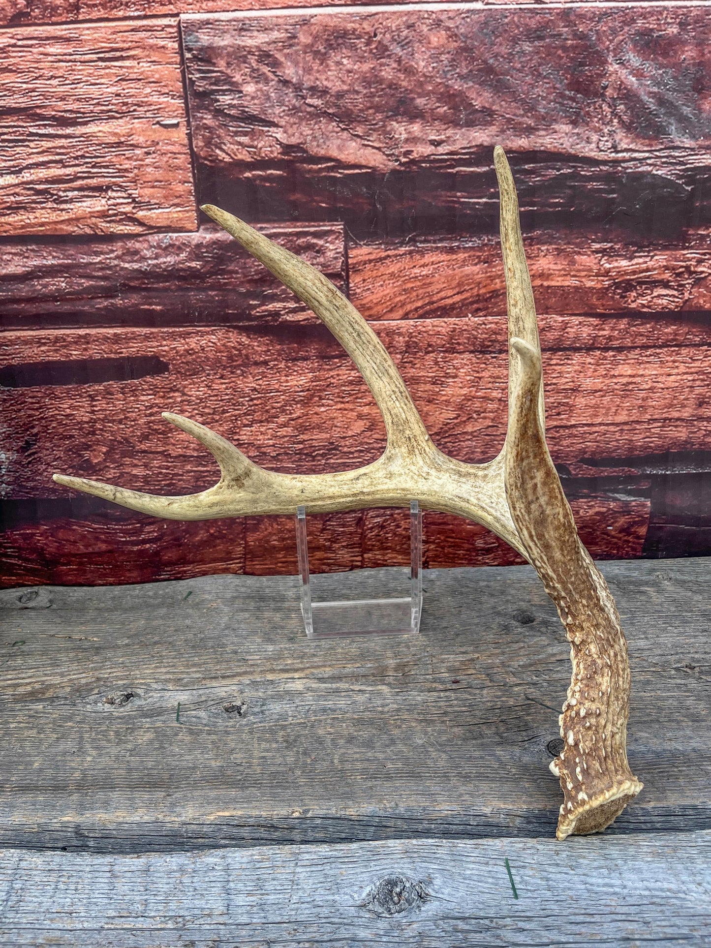 Incredible White-tailed deer Antler. Large, Deer Shed for Decor, Design, Crafting and More!