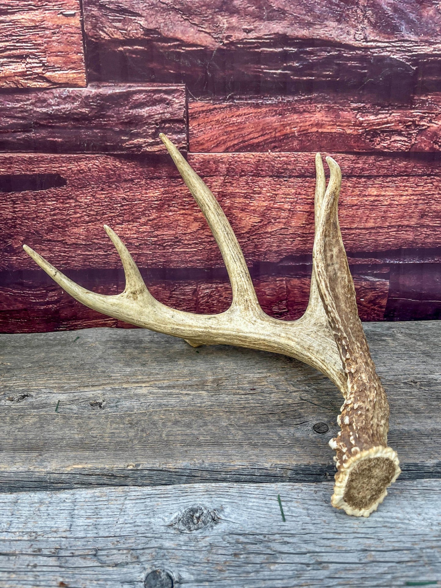 Incredible White-tailed deer Antler. Large, Deer Shed for Decor, Design, Crafting and More!