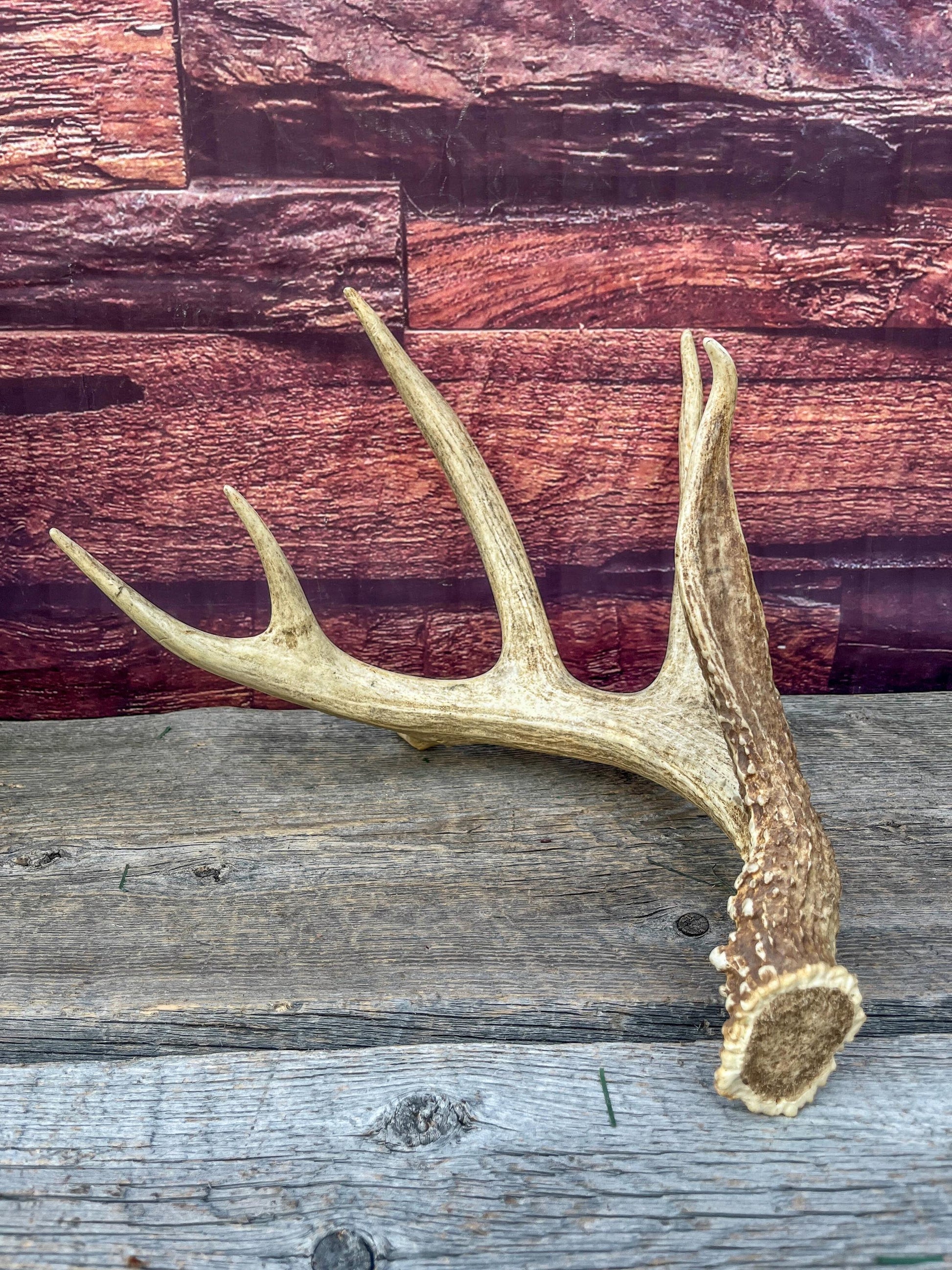 Incredible White-tailed deer Antler. Large, Deer Shed for Decor, Design, Crafting and More!
