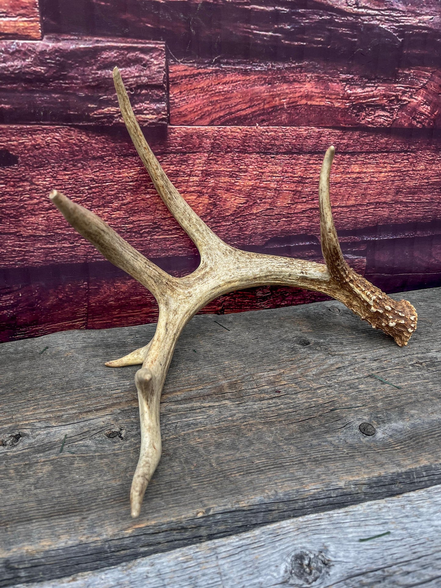 Incredible White-tailed deer Antler. Large, Deer Shed for Decor, Design, Crafting and More!