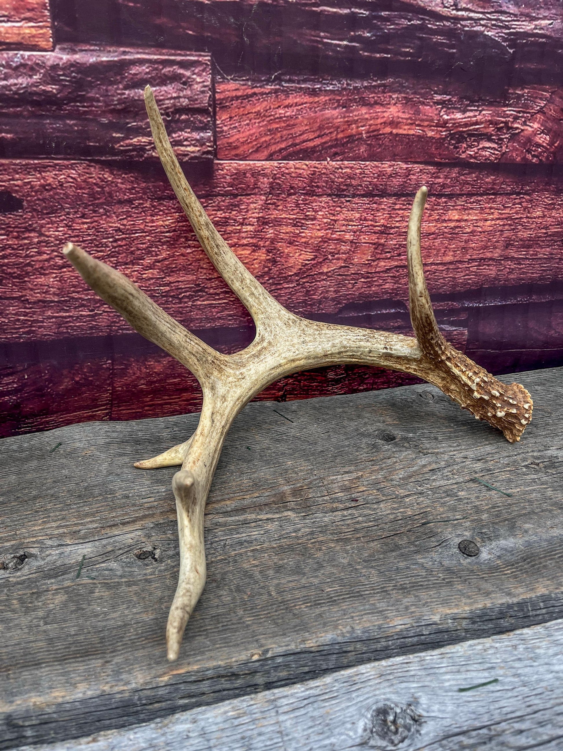 Incredible White-tailed deer Antler. Large, Deer Shed for Decor, Design, Crafting and More!