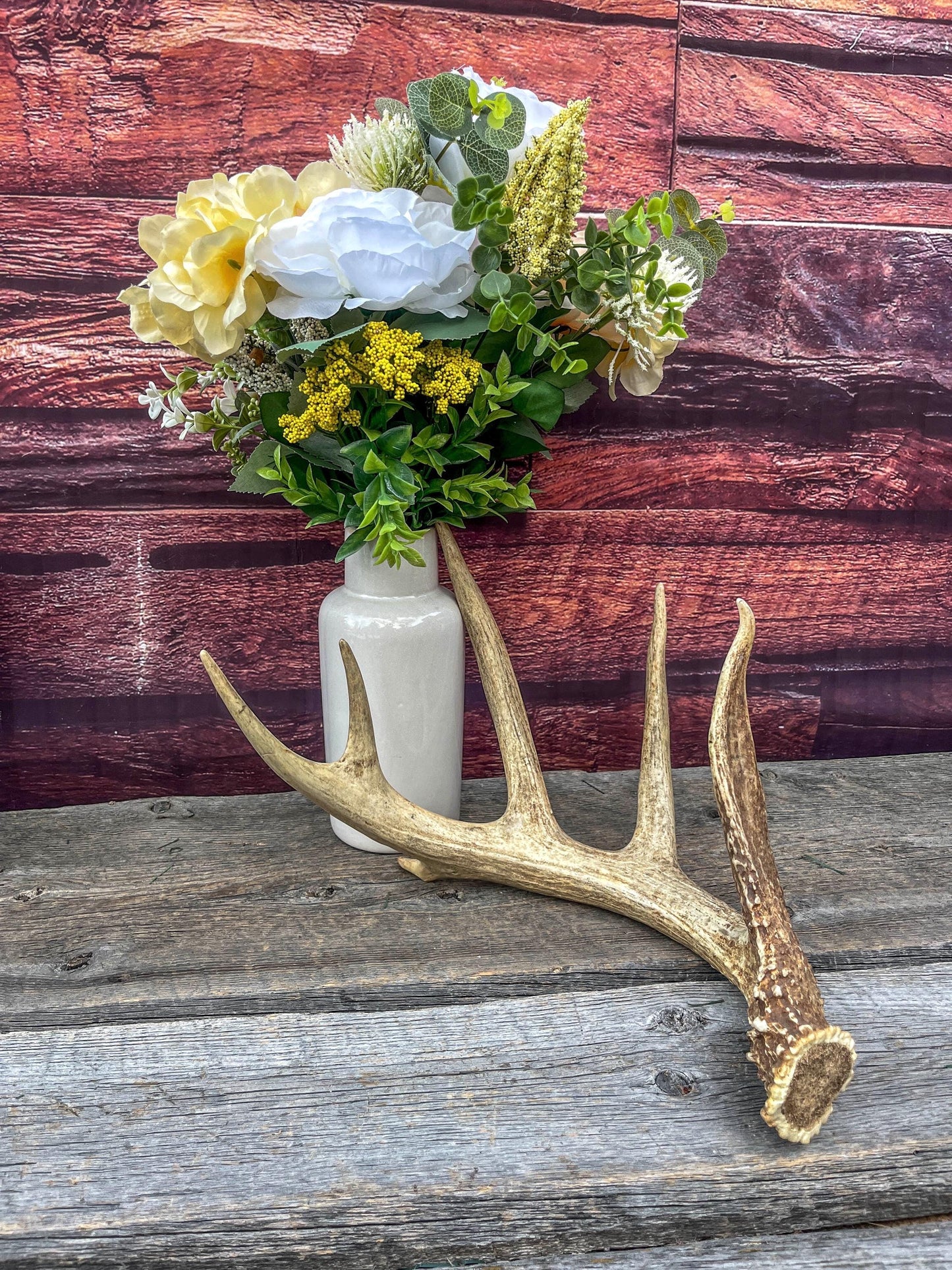 Incredible White-tailed deer Antler. Large, Deer Shed for Decor, Design, Crafting and More!