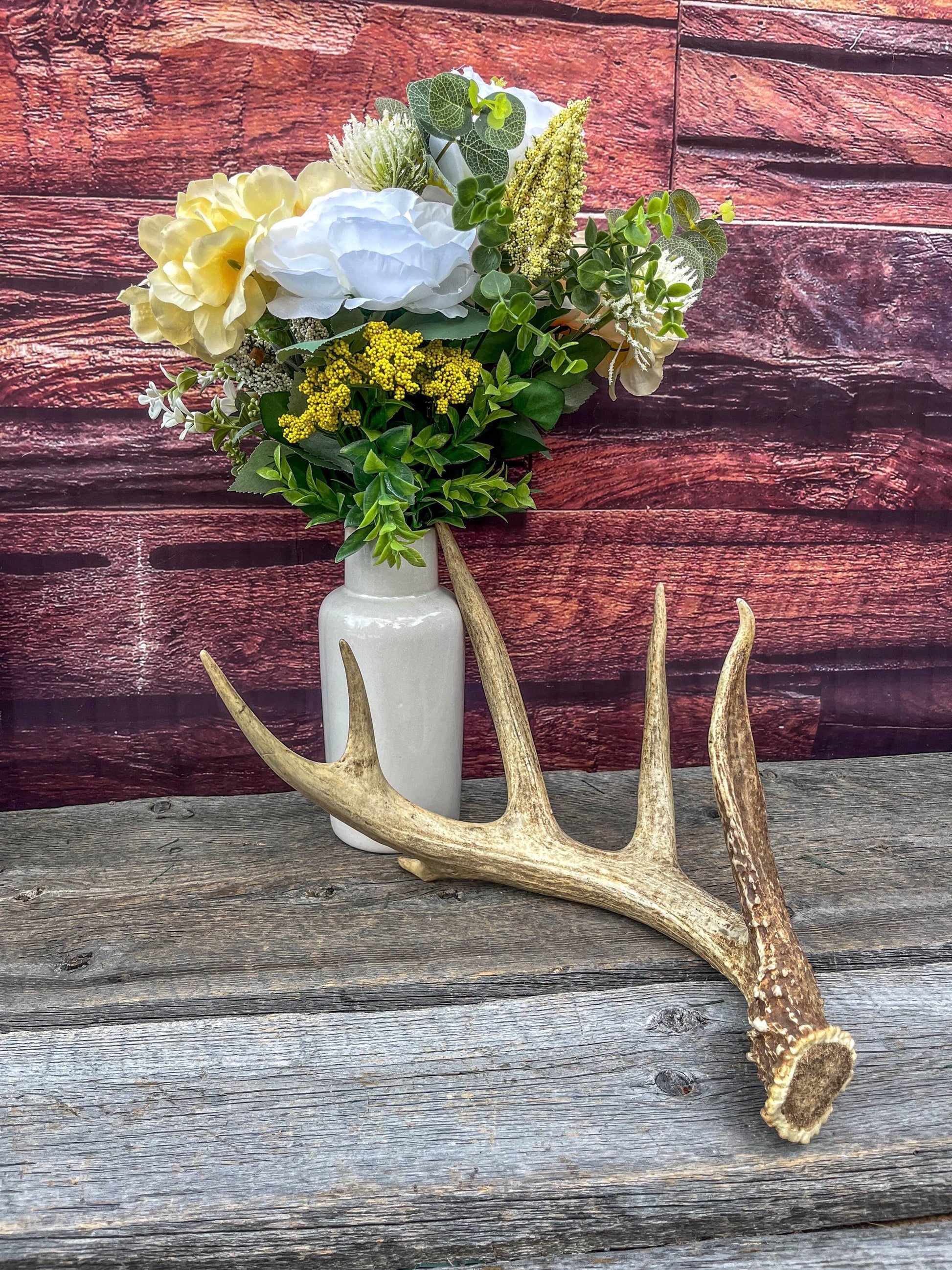 Incredible White-tailed deer Antler. Large, Deer Shed for Decor, Design, Crafting and More!