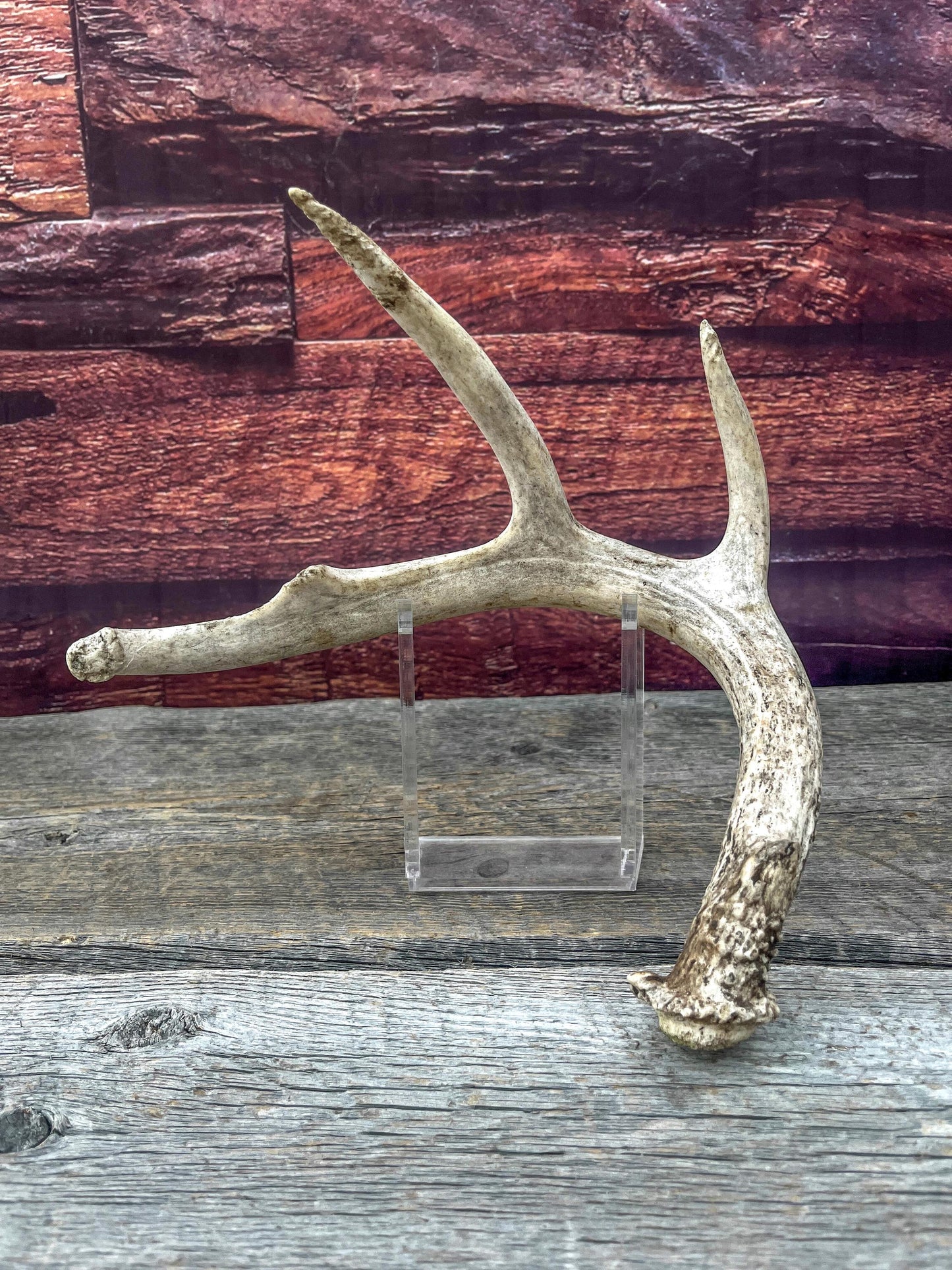 Medium White-tailed deer Antler - 4 Points Perfect for crafting, design, decor and more!