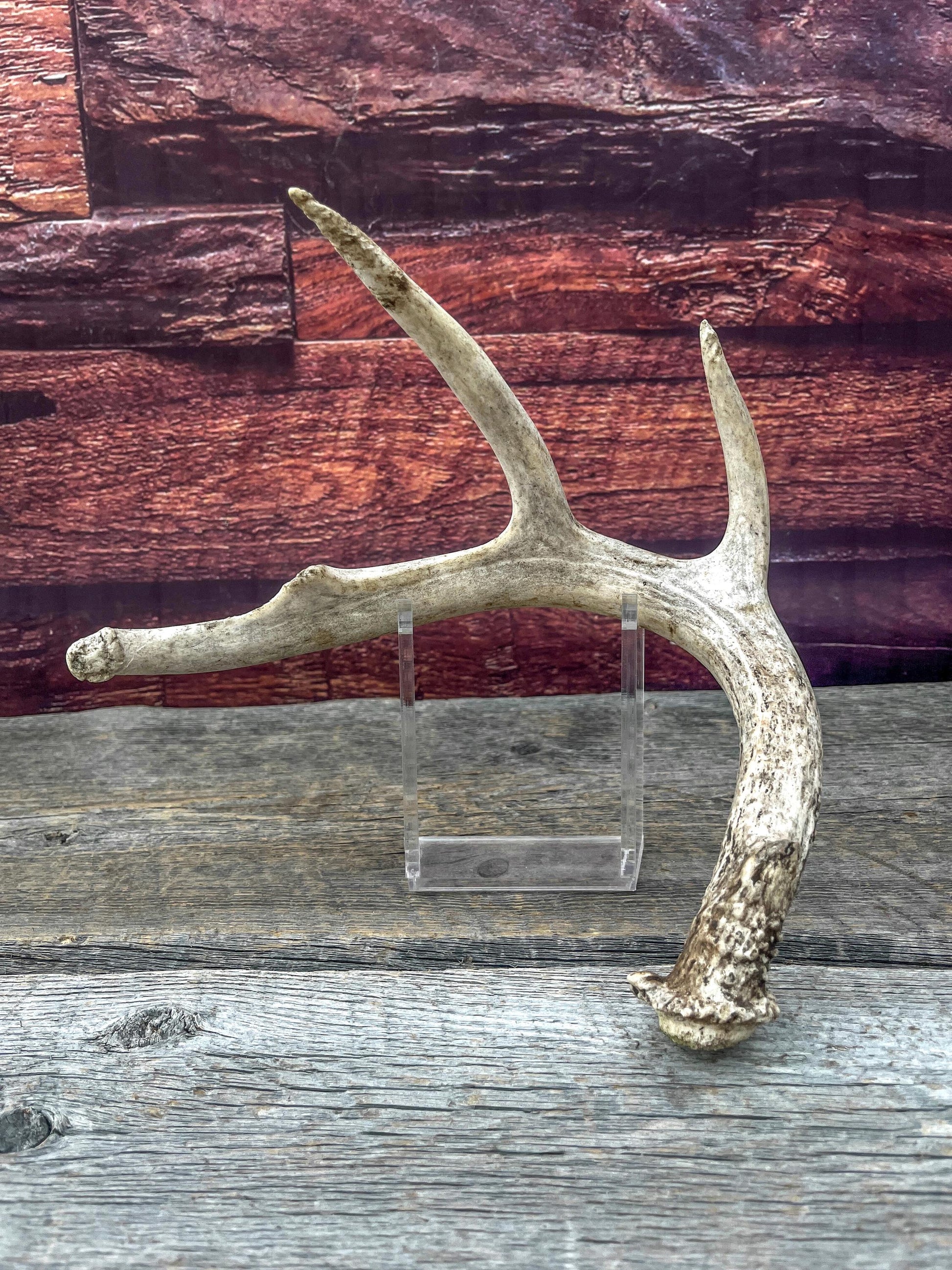 Medium White-tailed deer Antler - 4 Points Perfect for crafting, design, decor and more!