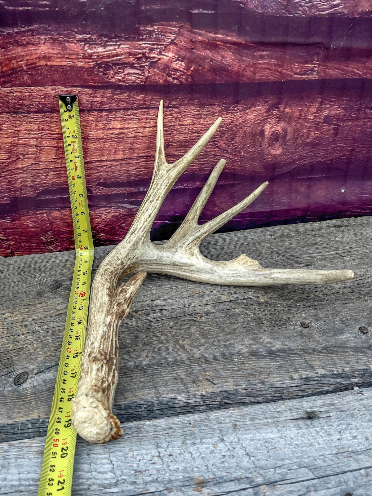 Naturally Shed Mule Deer Deer Antler. Large Deer Horn/Antler, Cabin, Rustic style decoration and crafting!