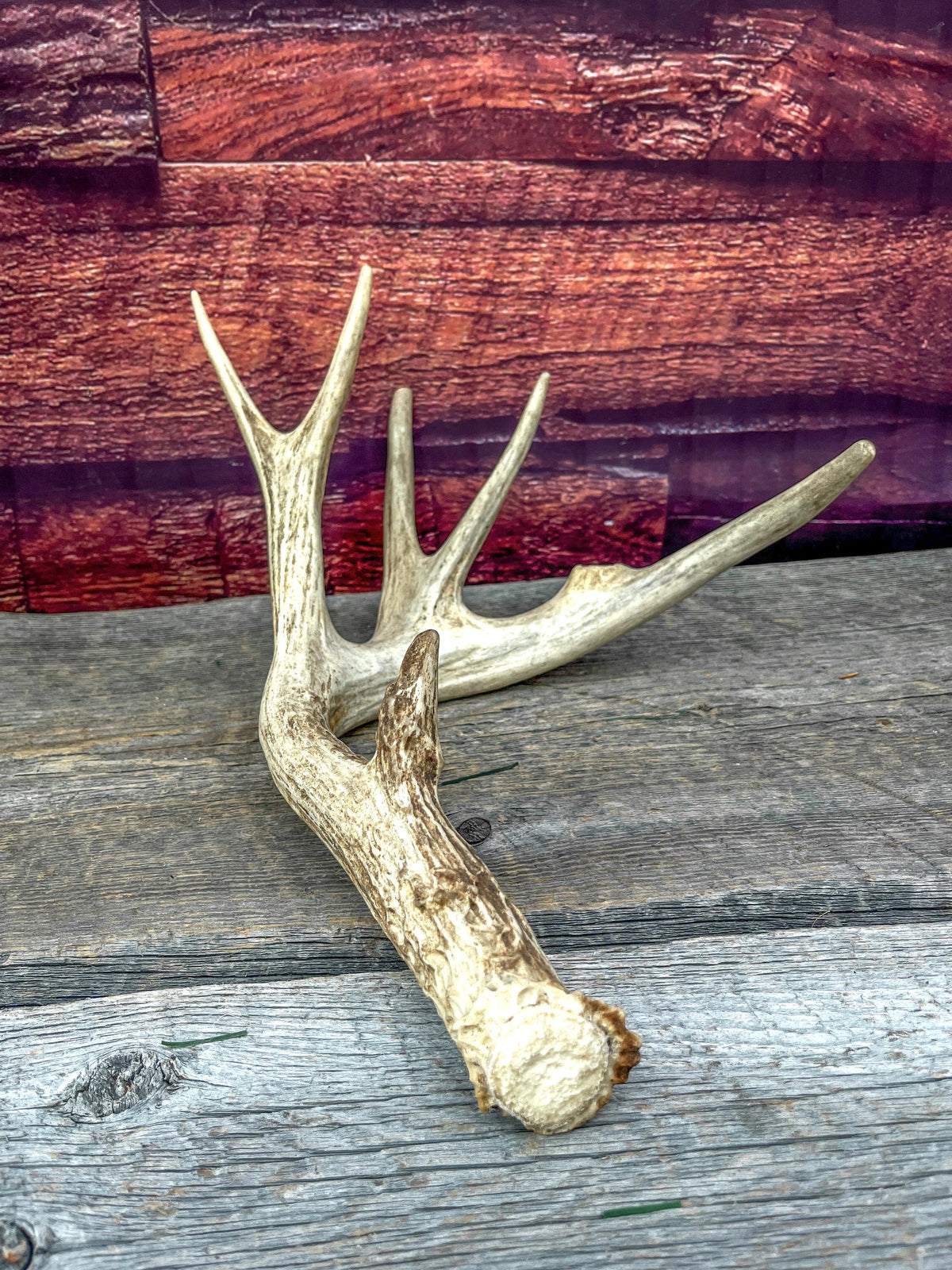Naturally Shed Mule Deer Deer Antler. Large Deer Horn/Antler, Cabin, Rustic style decoration and crafting!