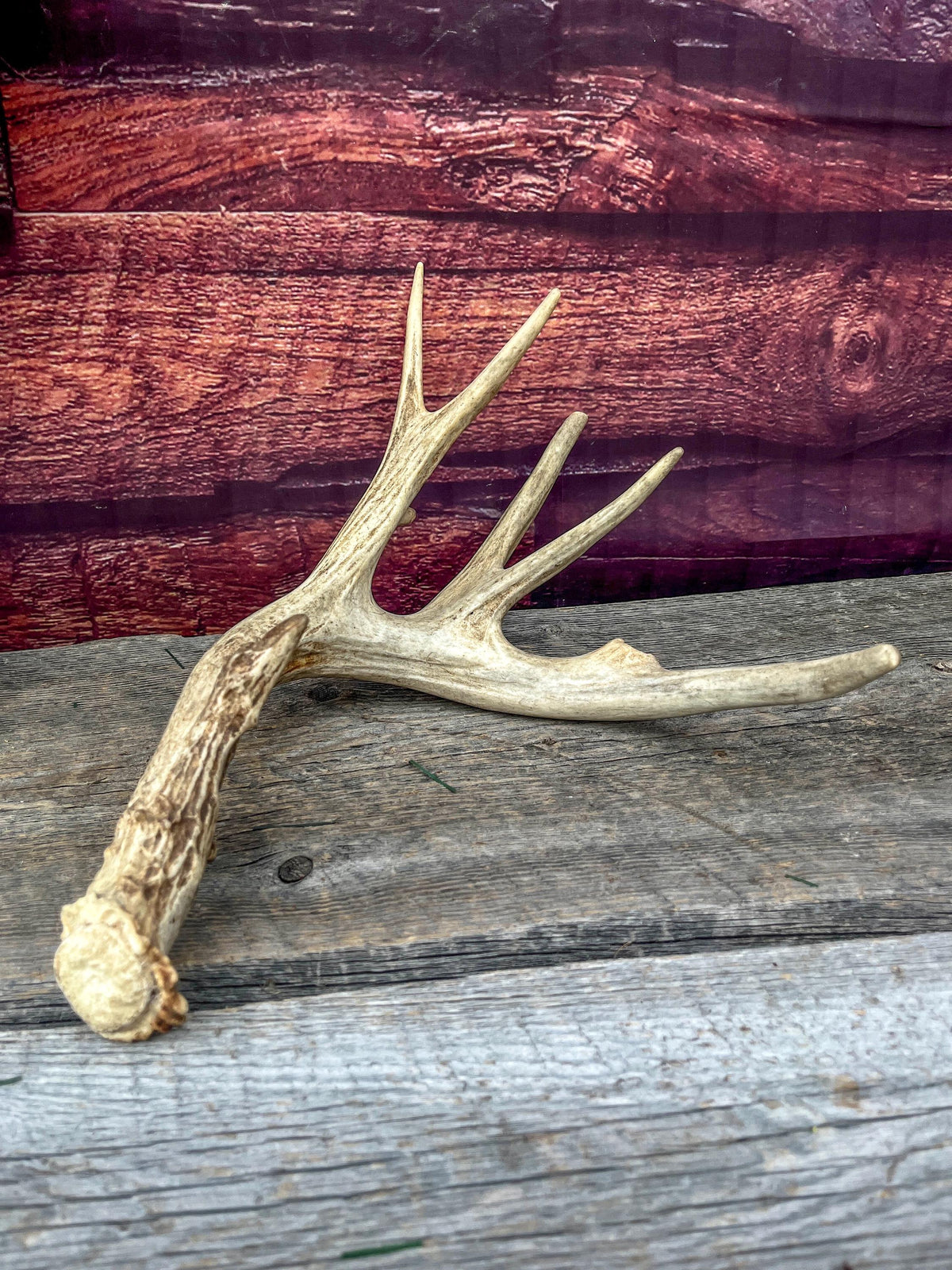 Naturally Shed Mule Deer Deer Antler. Large Deer Horn/Antler, Cabin, Rustic style decoration and crafting!