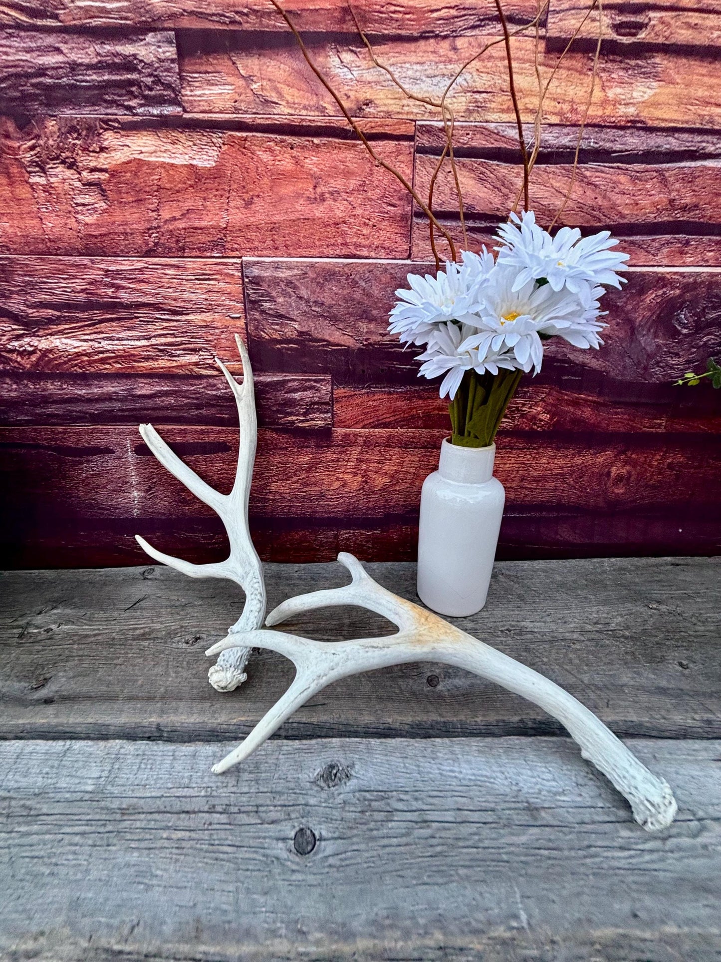 Mule deer Antler Set. Medium in size. Naturally shed. Decor, Crafting & More