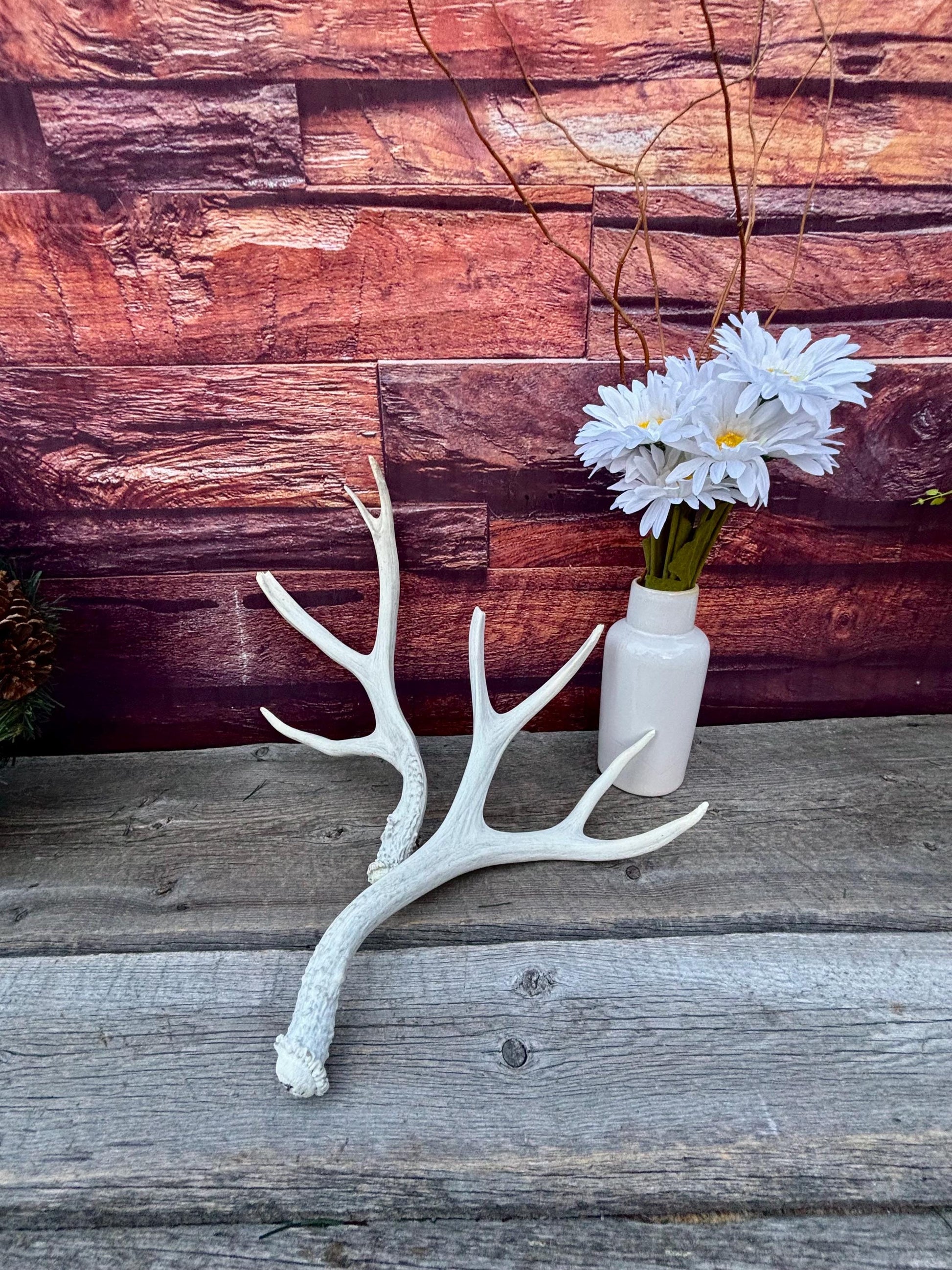 Mule deer Antler Set. Medium in size. Naturally shed. Decor, Crafting & More