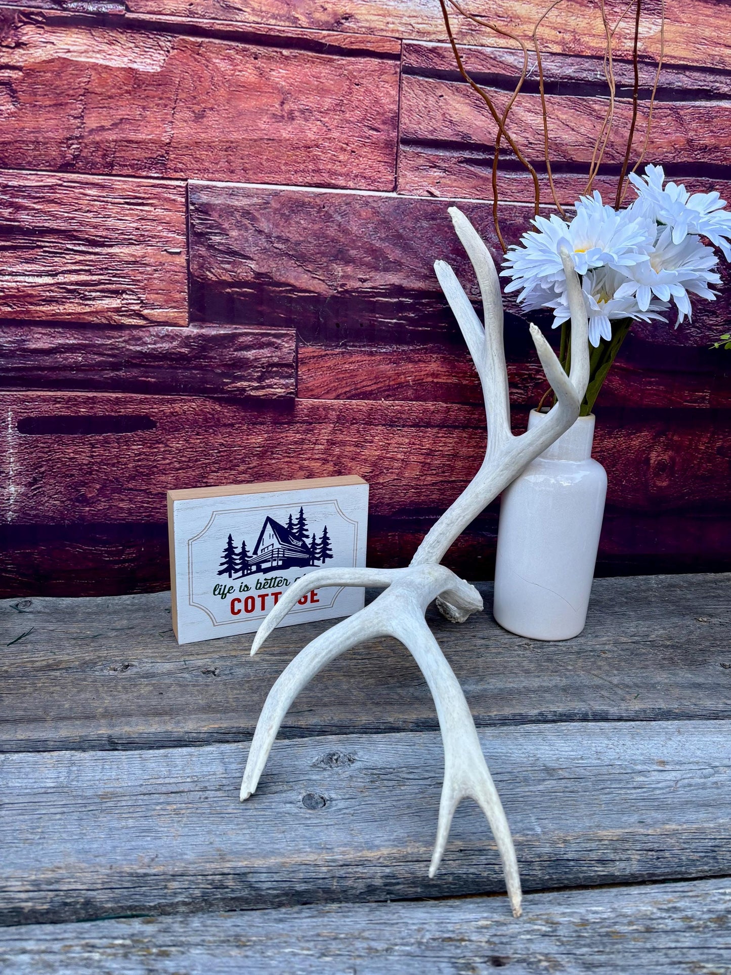 Mule deer Antler Set. Medium in size. Naturally shed. Decor, Crafting & More
