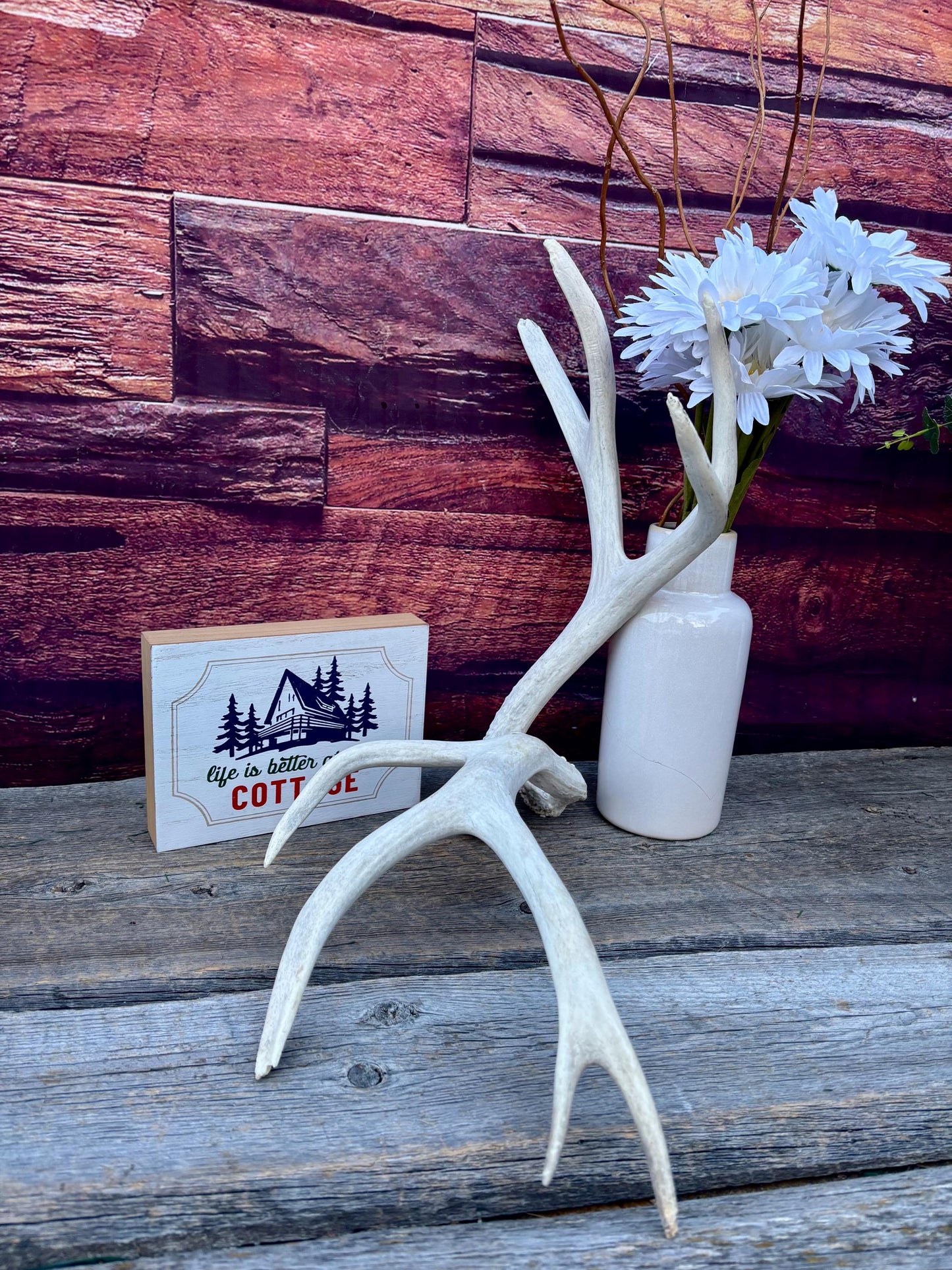 Mule deer Antler Set. Medium in size. Naturally shed. Decor, Crafting & More