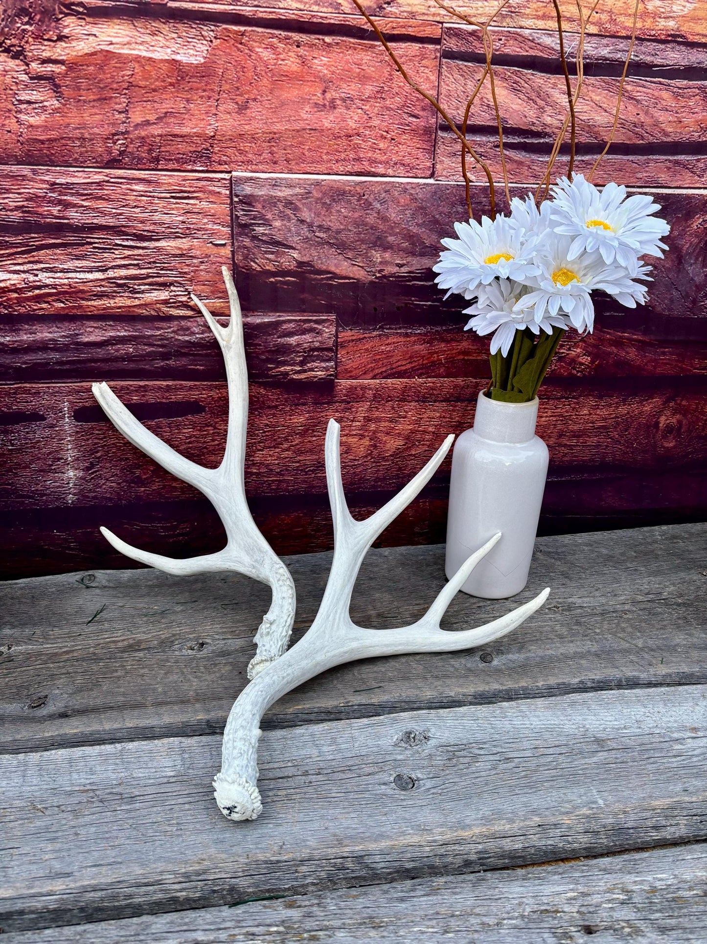 Mule deer Antler Set. Medium in size. Naturally shed. Decor, Crafting & More