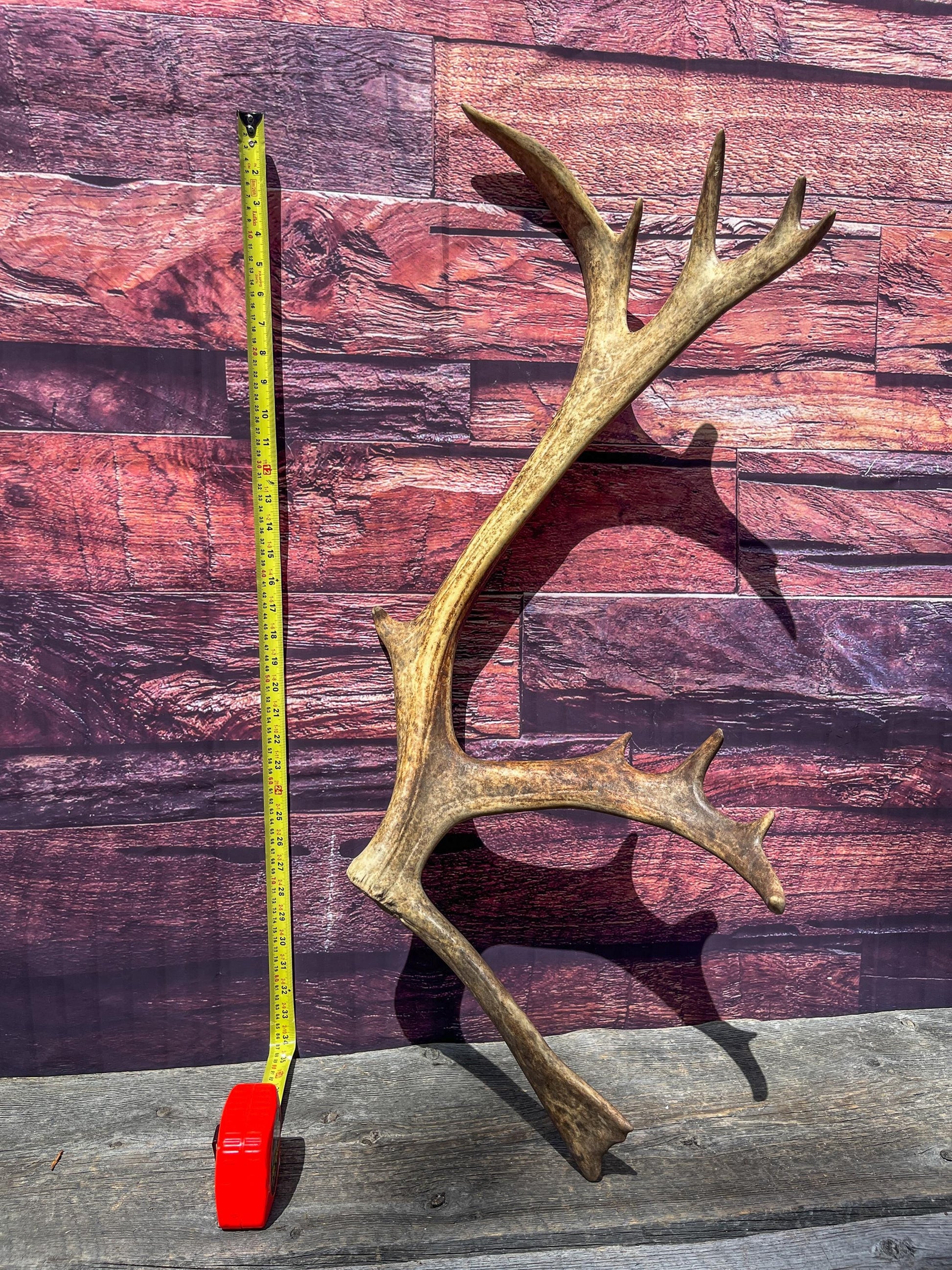 Shed Reindeer Antler. Interior Decor & Design Piece. Naturally Shed Caribou Antler