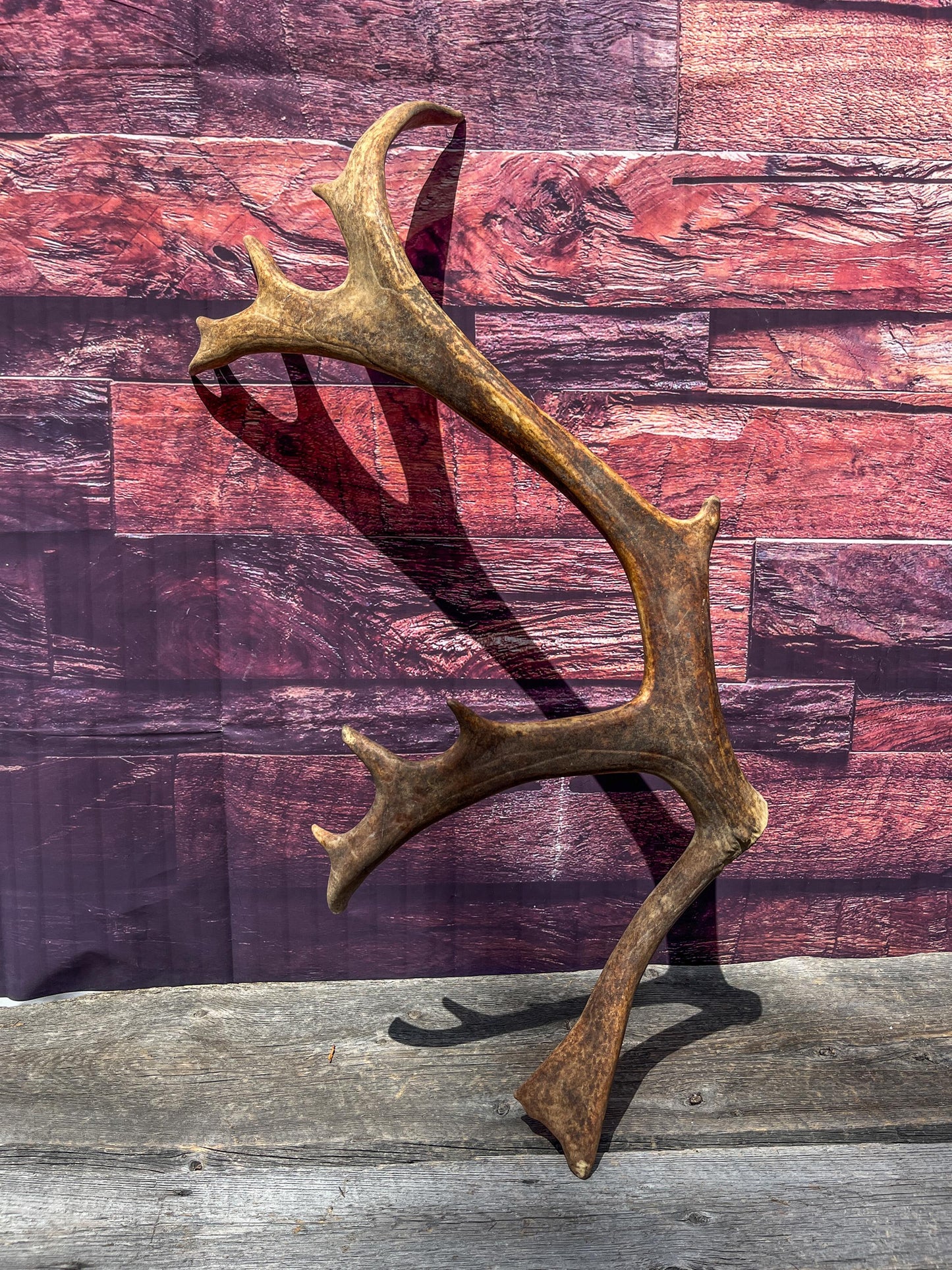 Shed Reindeer Antler. Interior Decor & Design Piece. Naturally Shed Caribou Antler