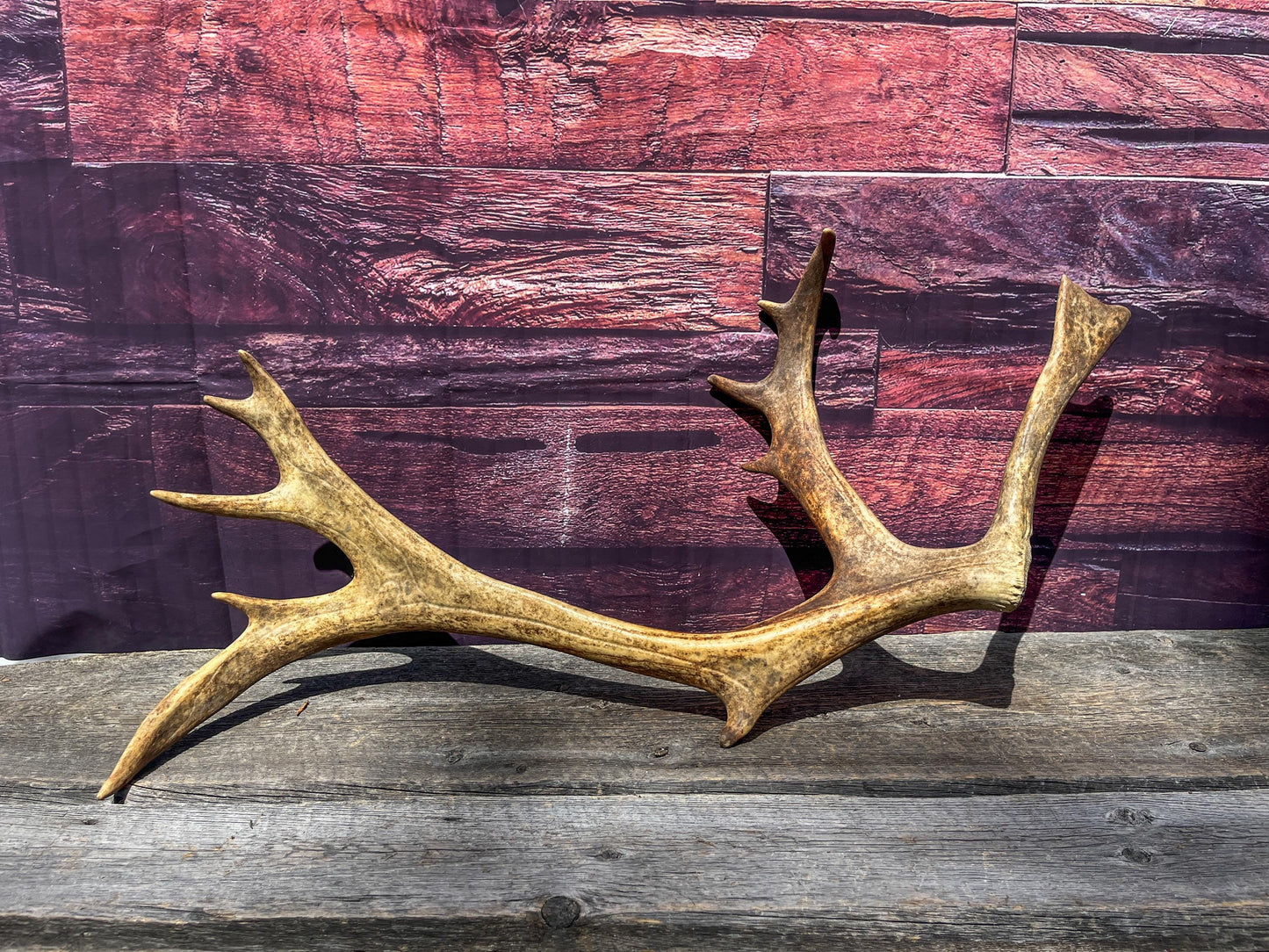 Shed Reindeer Antler. Interior Decor & Design Piece. Naturally Shed Caribou Antler