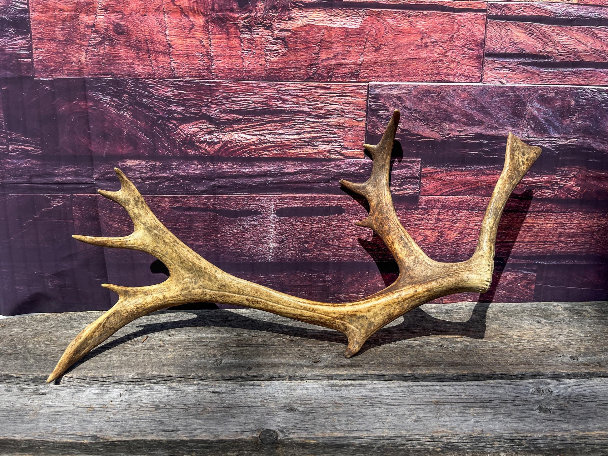 Shed Reindeer Antler. Interior Decor & Design Piece. Naturally Shed Caribou Antler