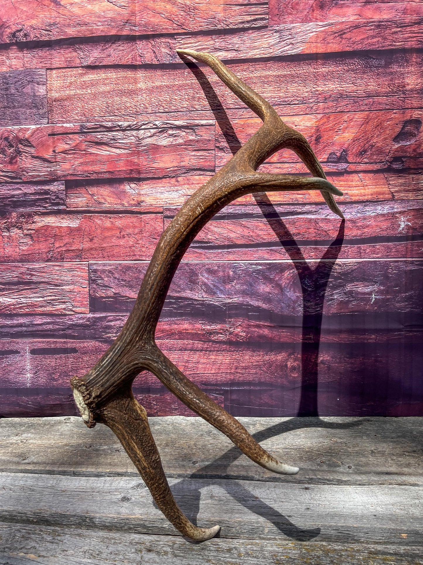 Elk Antler. Very Fresh Elk Shed for Home Decor, Interior Design and More.