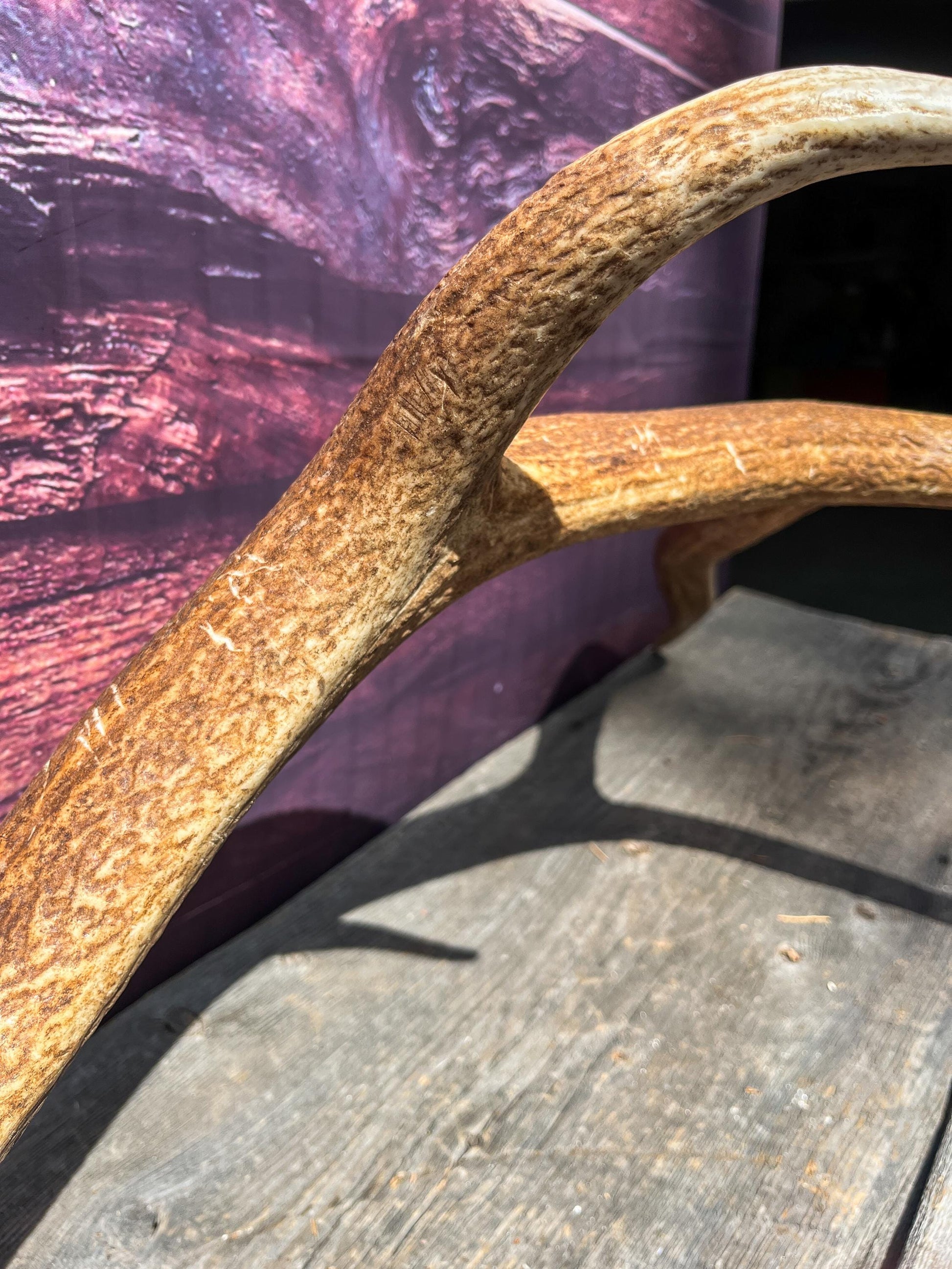 Elk Antler. Very Fresh Elk Shed for Home Decor, Interior Design and More.