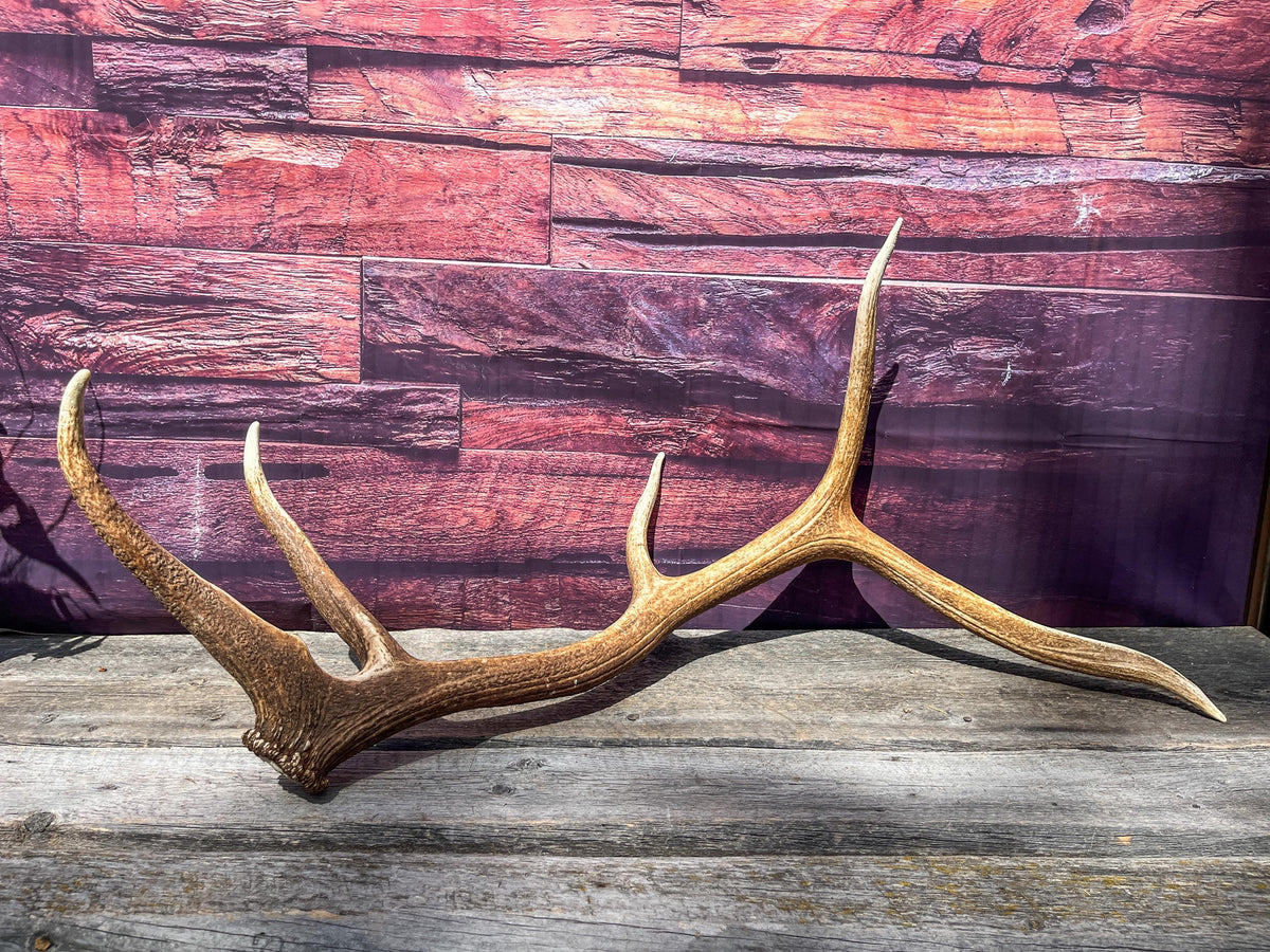 Elk Antler. Very Fresh Elk Shed for Home Decor, Interior Design and More.
