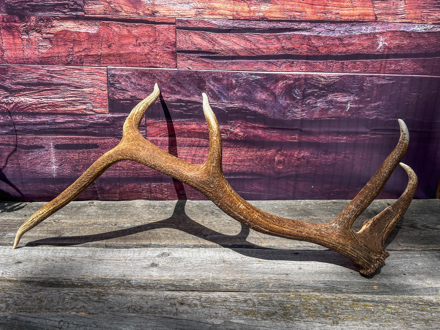 Elk Antler. Very Fresh Elk Shed for Home Decor, Interior Design and More.