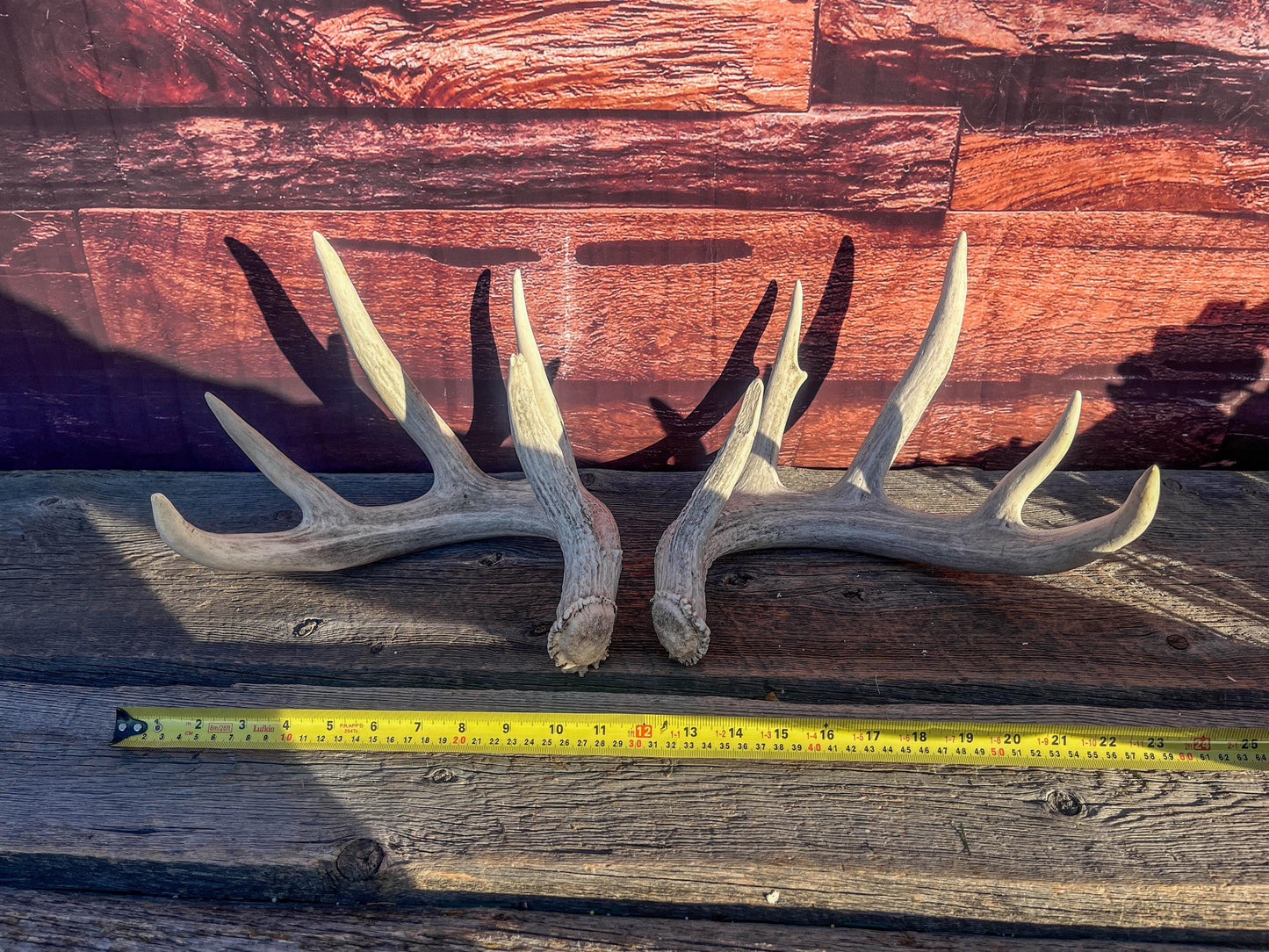 White-tailed Deer Antlers - Large Matching Set. Decor, Crafting and More.