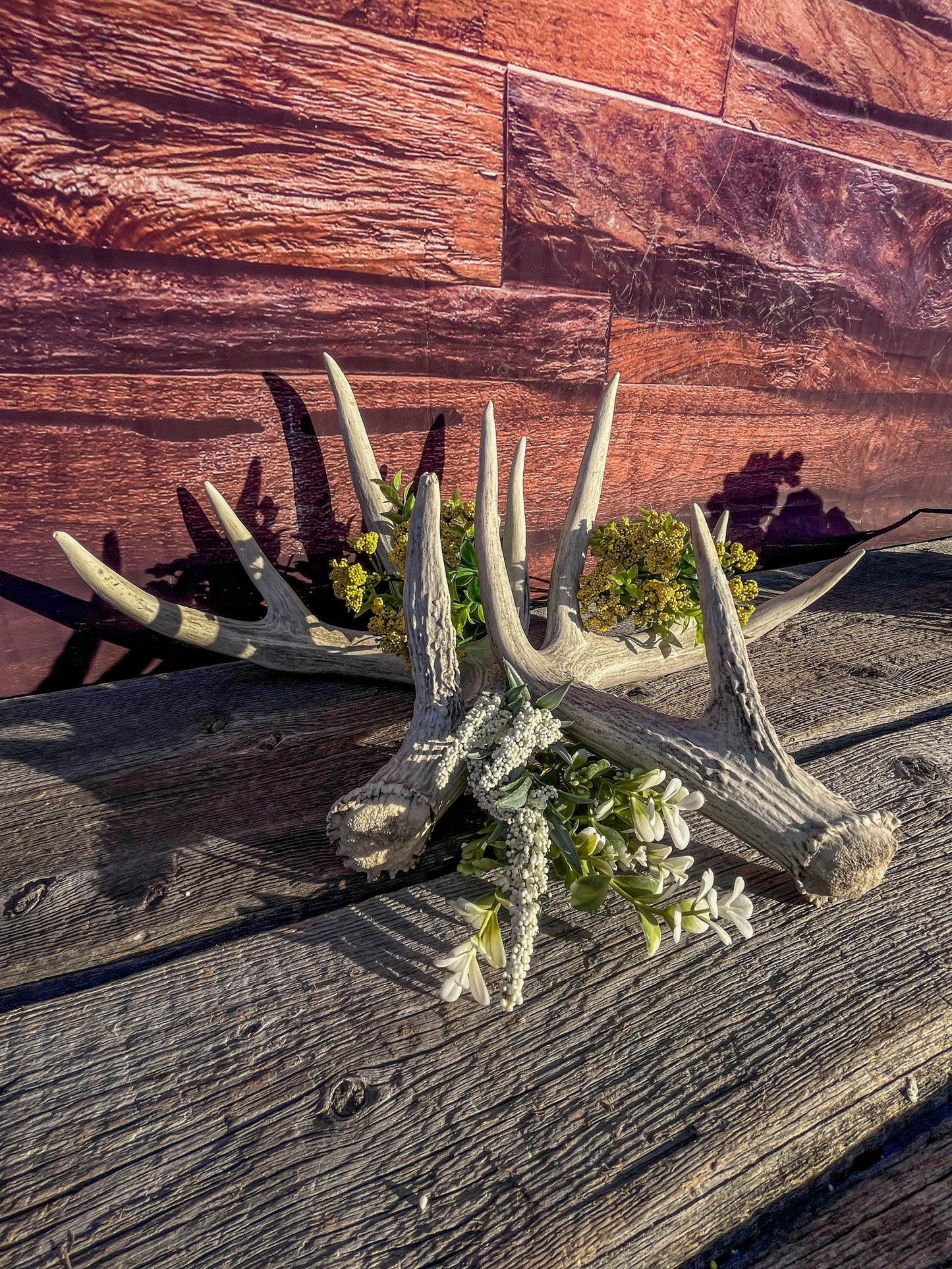 White-tailed Deer Antlers - Large Matching Set. Decor, Crafting and More.