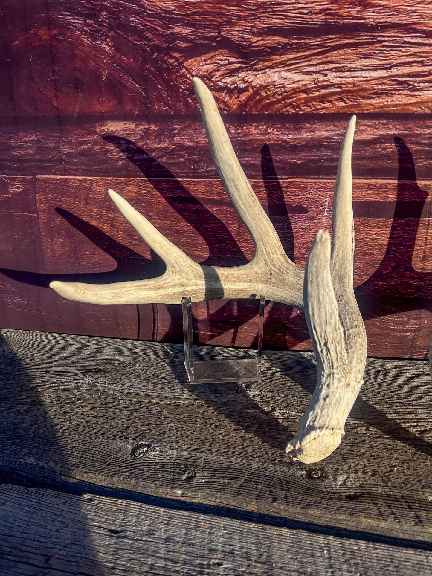 White-tailed Deer Antlers - Large Matching Set. Decor, Crafting and More.