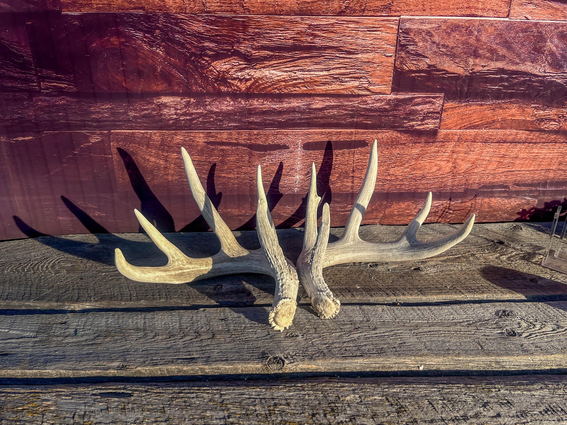 White-tailed Deer Antlers - Large Matching Set. Decor, Crafting and More.