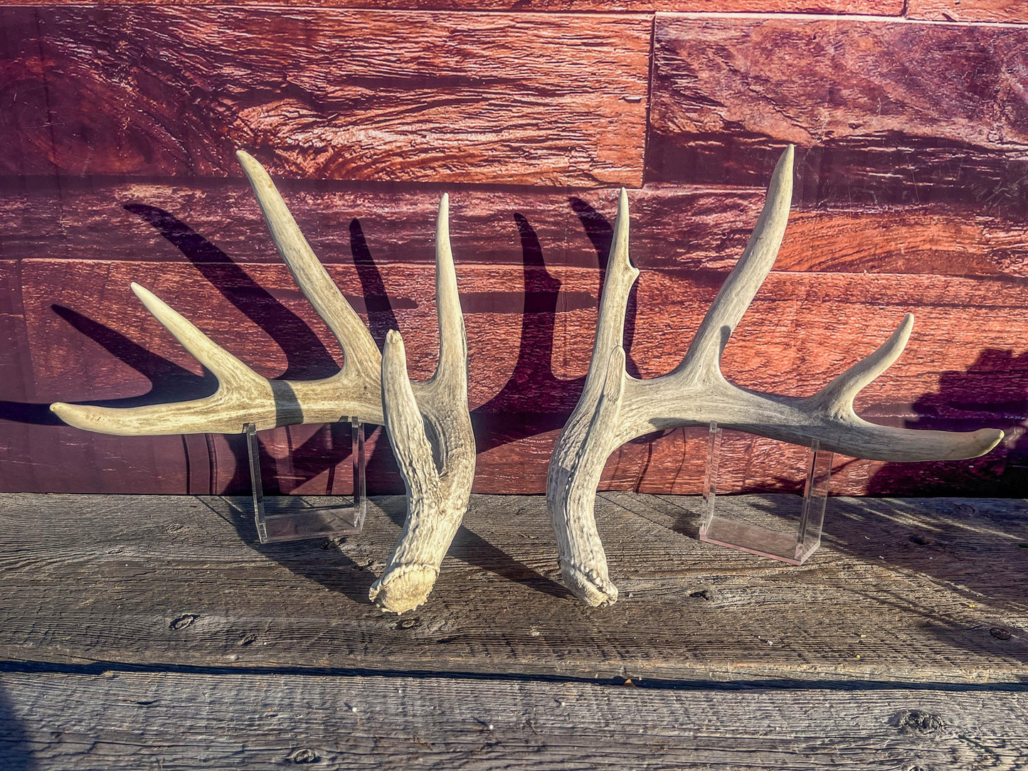 White-tailed Deer Antlers - Large Matching Set. Decor, Crafting and More.