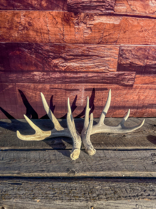 White-tailed Deer Antlers - Large Matching Set. Decor, Crafting and More.