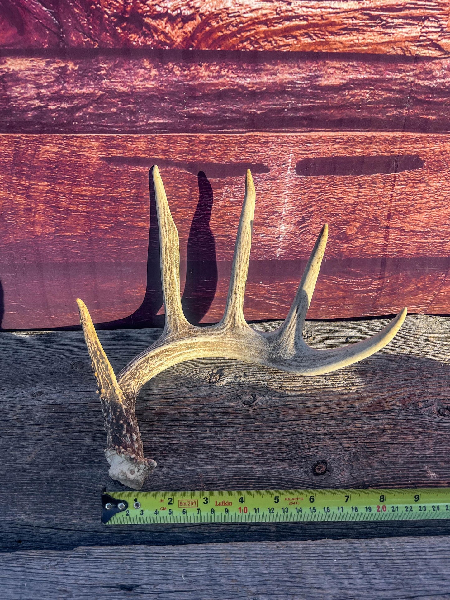 Deer Antler - White-tailed deer Antler. Wild antler for Decor, Design, and More.