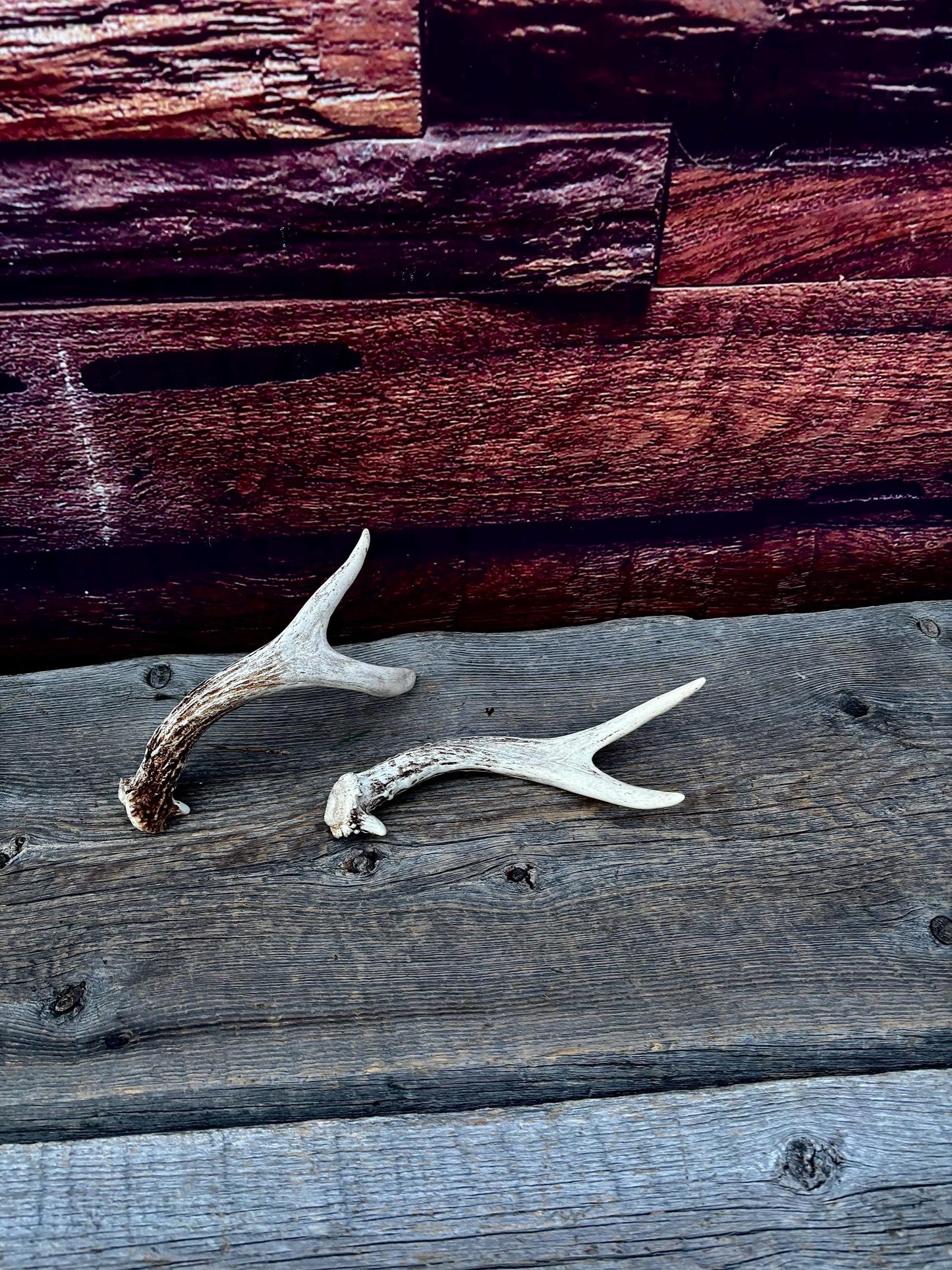 Mule Deer Antlers - Matched Forks! Naturally Shed - No harm antlers for Decor, Crafting, Pets and More