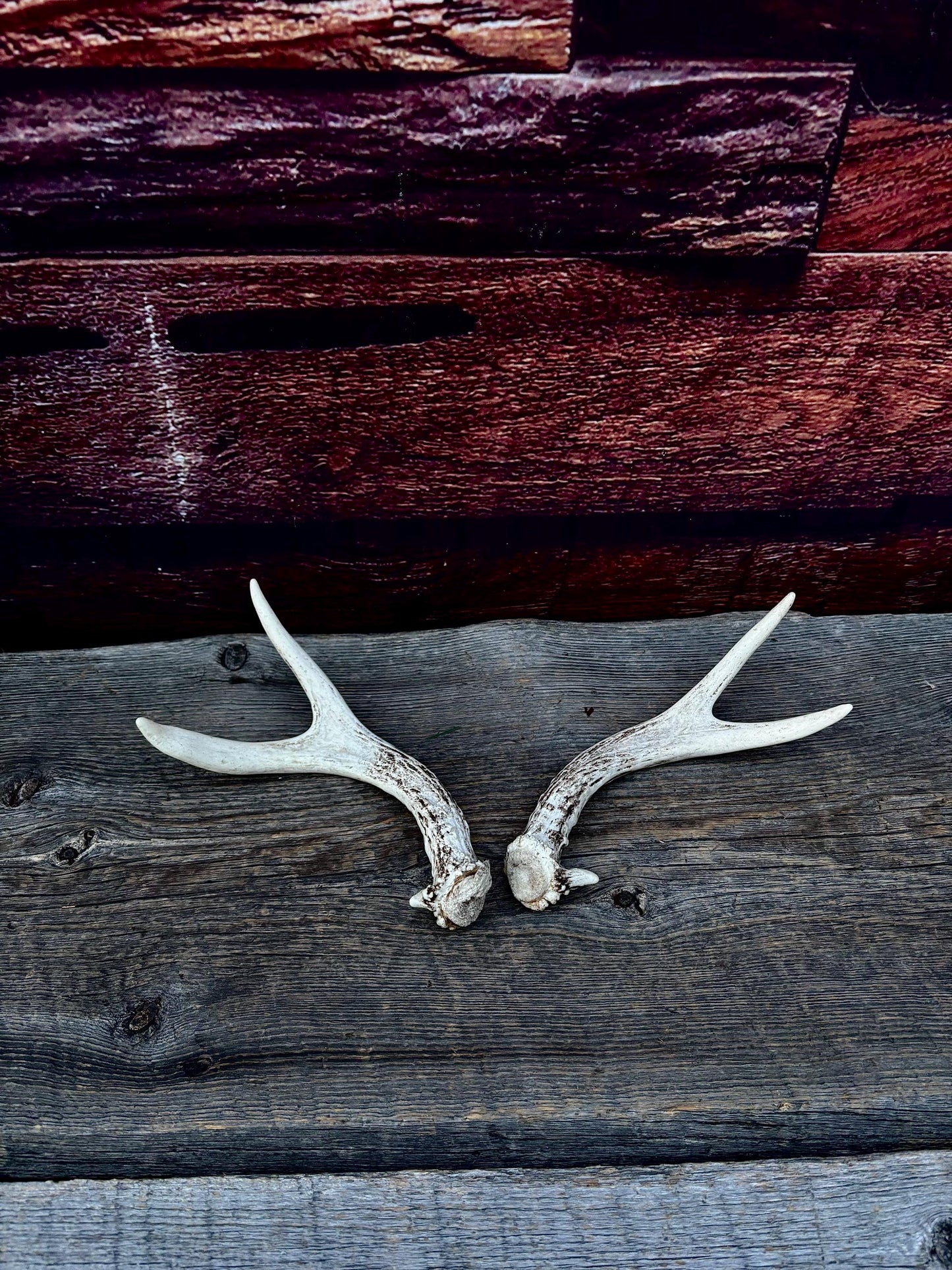 Mule Deer Antlers - Matched Forks! Naturally Shed - No harm antlers for Decor, Crafting, Pets and More