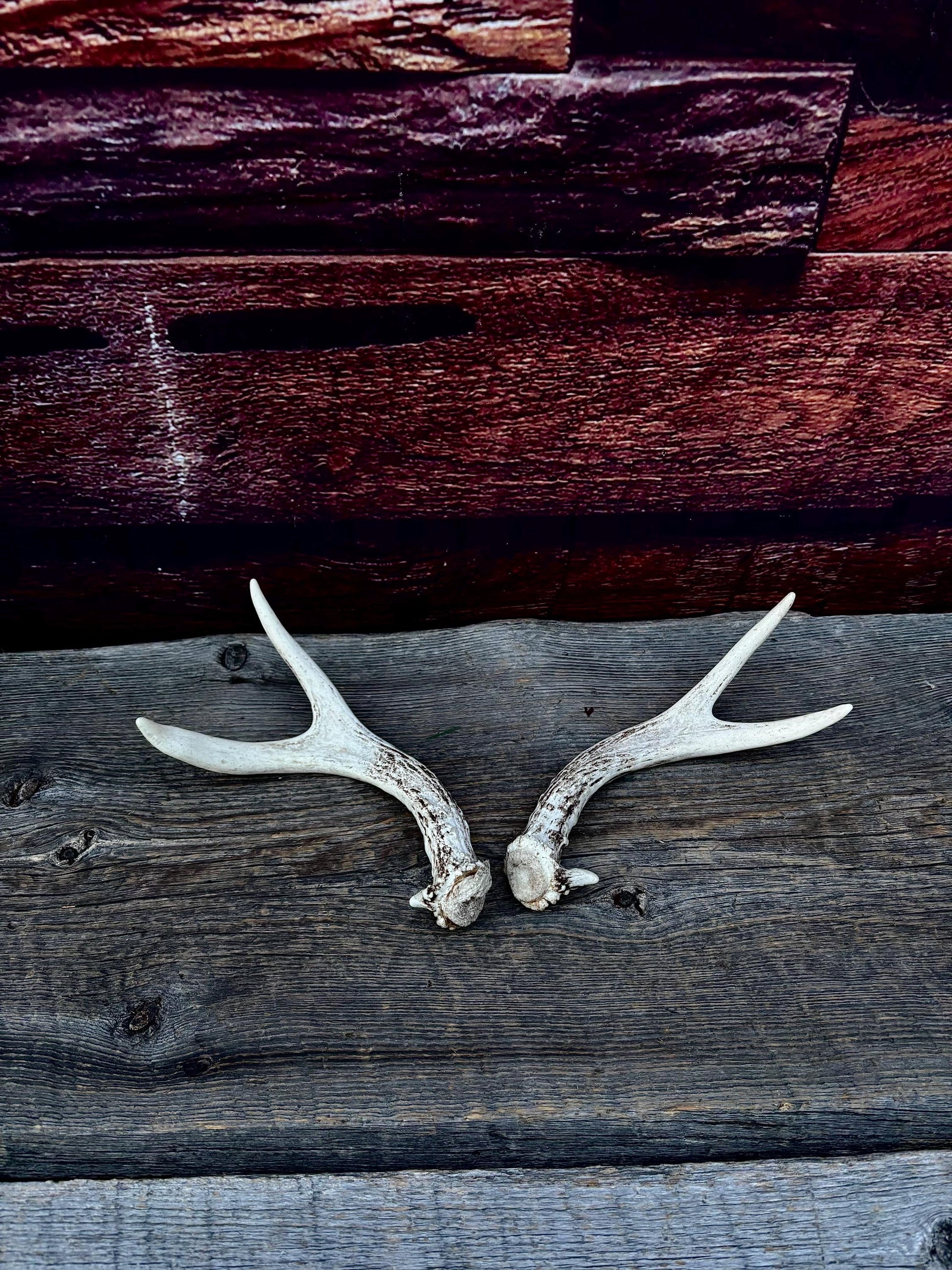 Mule Deer Antlers - Matched Forks! Naturally Shed - No harm antlers for Decor, Crafting, Pets and More