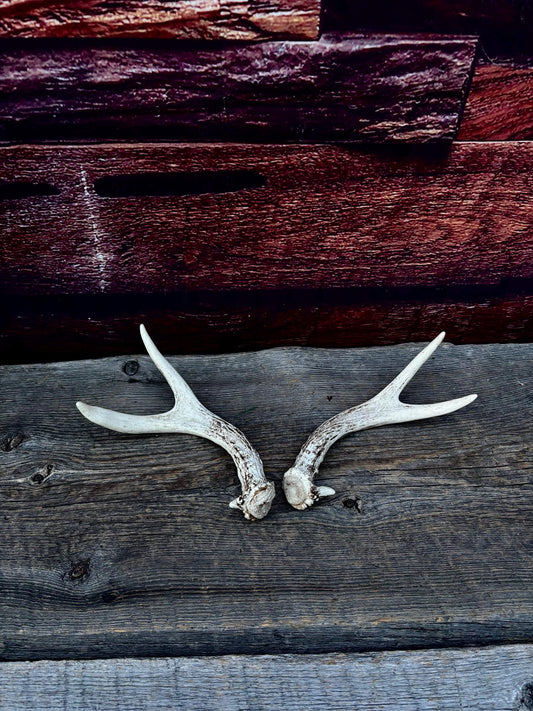 Mule Deer Antlers - Matched Forks! Naturally Shed - No harm antlers for Decor, Crafting, Pets and More