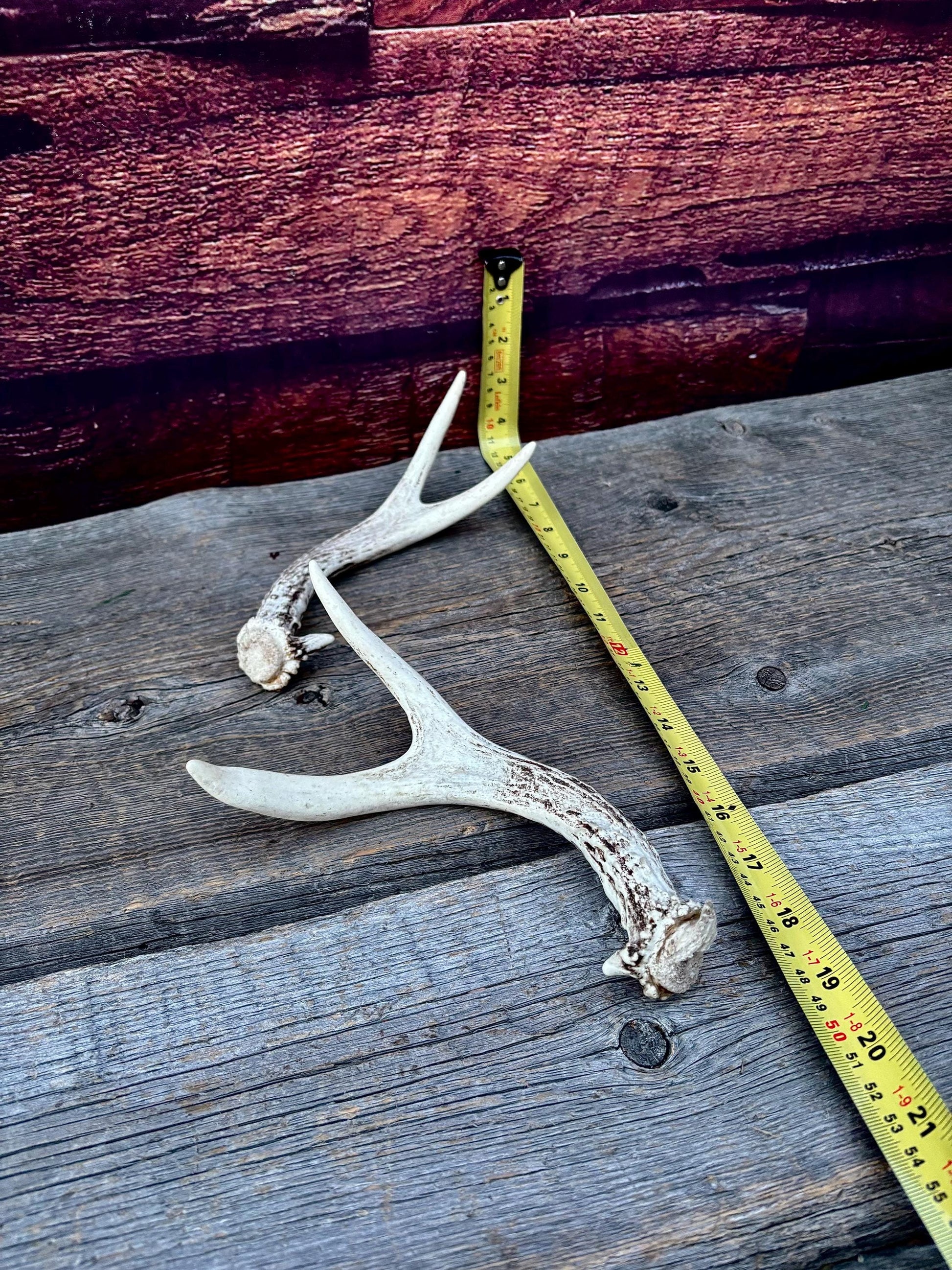 Mule Deer Antlers - Matched Forks! Naturally Shed - No harm antlers for Decor, Crafting, Pets and More