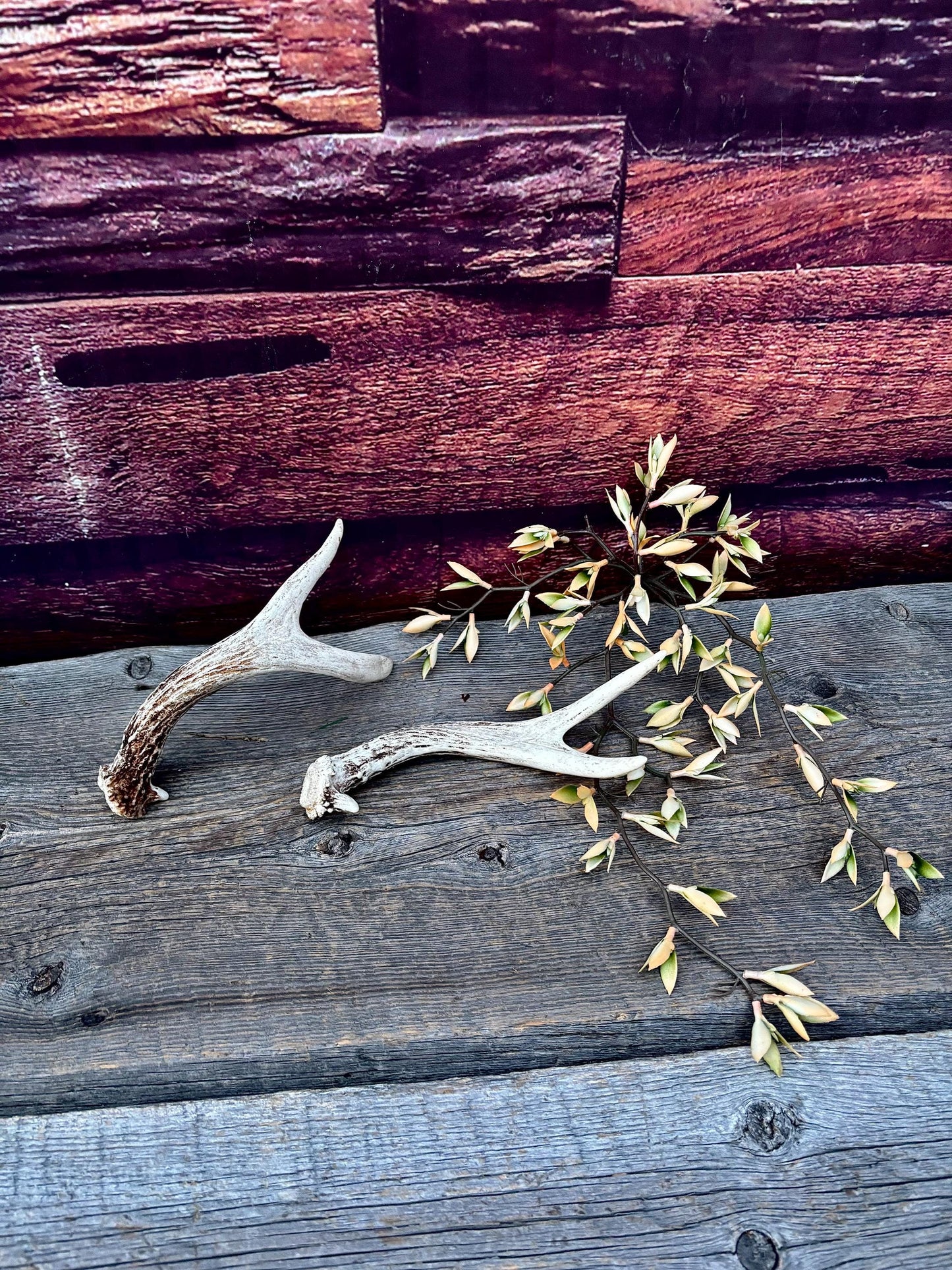 Mule Deer Antlers - Matched Forks! Naturally Shed - No harm antlers for Decor, Crafting, Pets and More