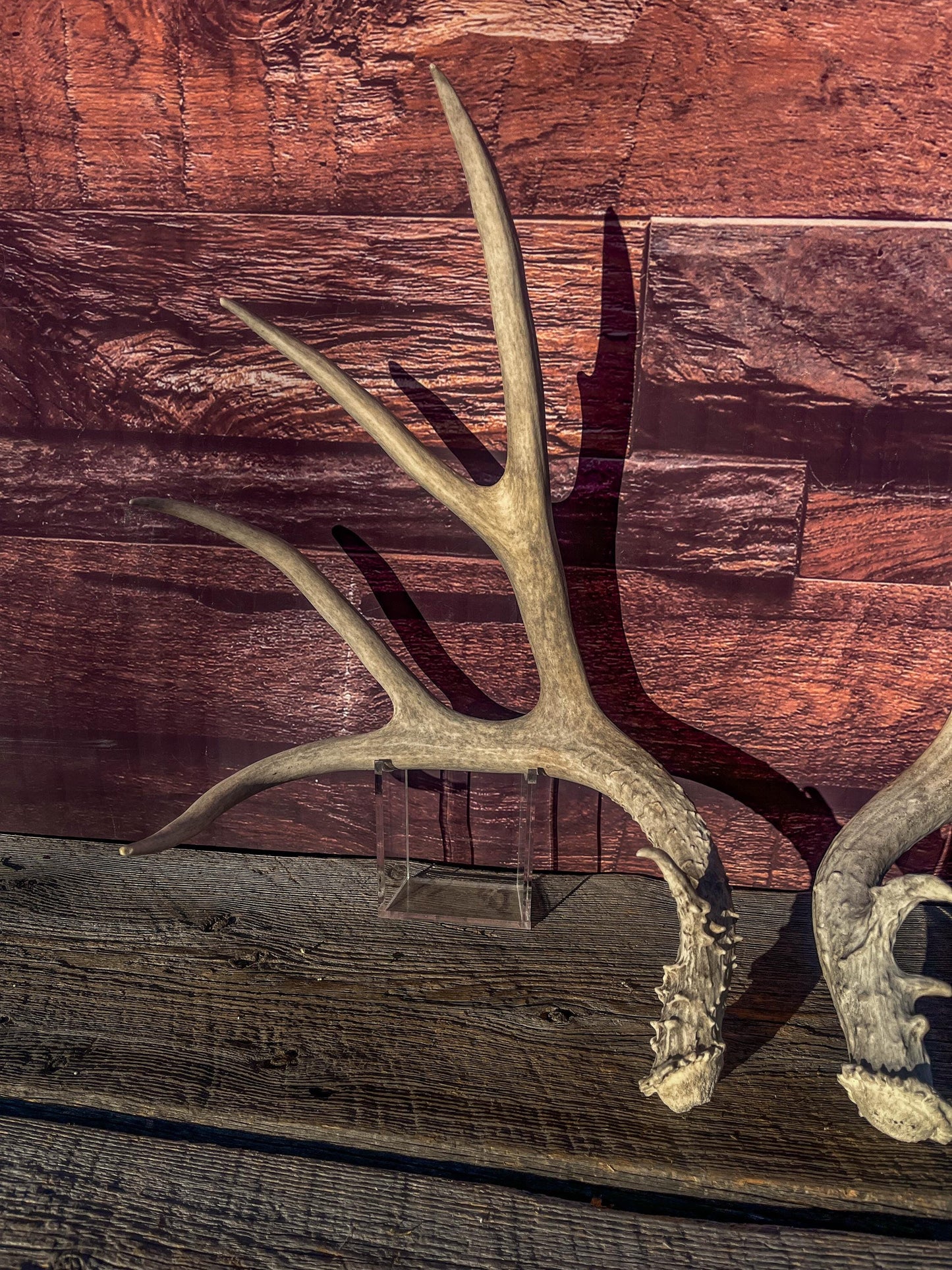 Mule Deer Antlers. Matching Antler Set. Rustic & Farmhouse Decor, Interior Design, and more!