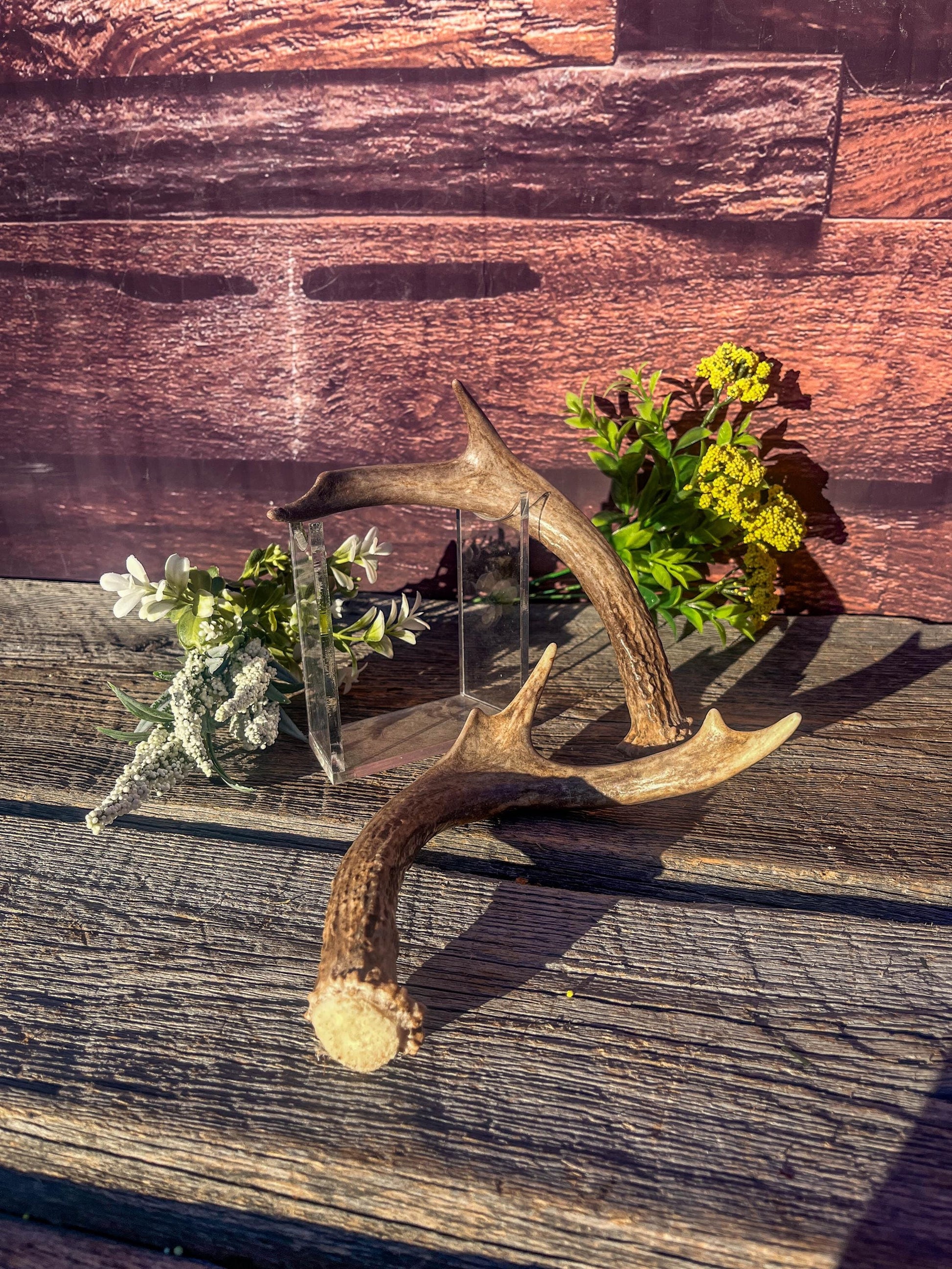 White-Tailed Deer Antlers. Small Fresh Matching Set. Decor, design, crafting and more!