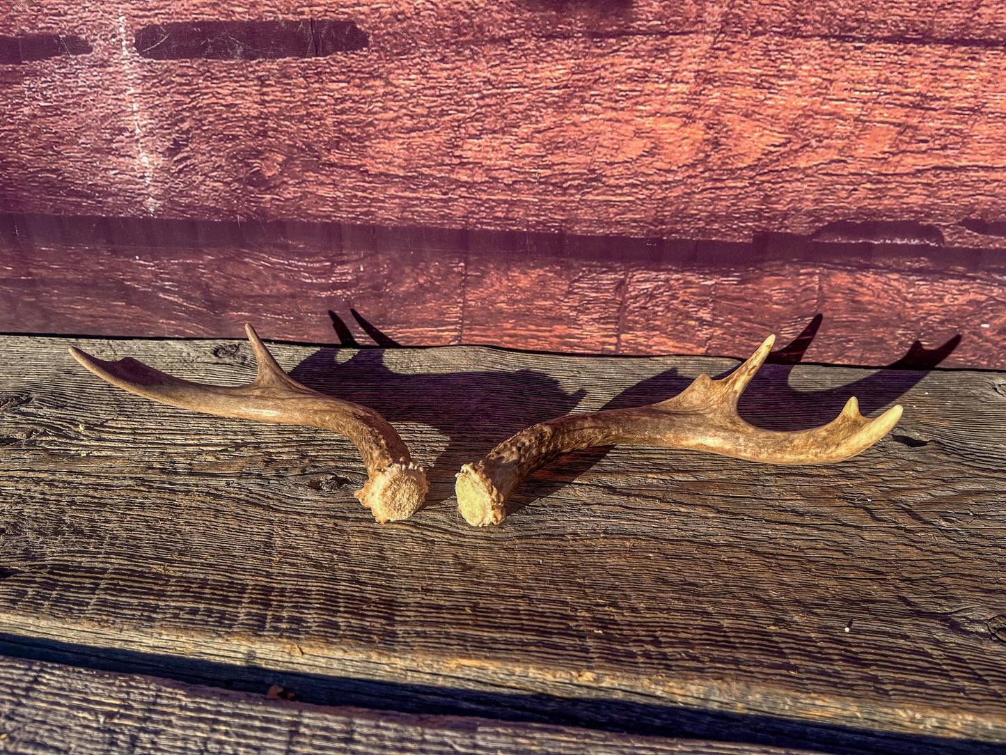 White-Tailed Deer Antlers. Small Fresh Matching Set. Decor, design, crafting and more!