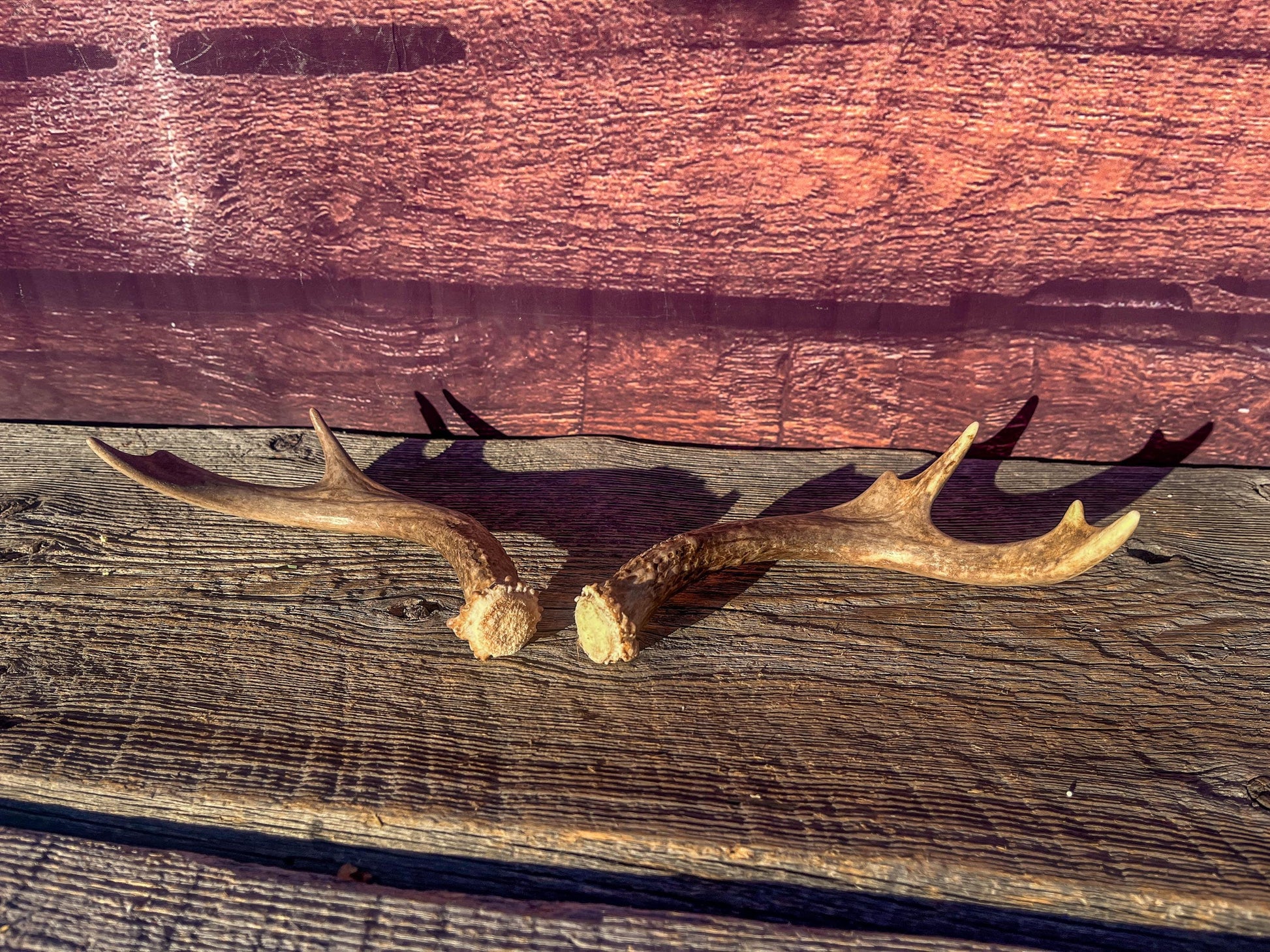 White-Tailed Deer Antlers. Small Fresh Matching Set. Decor, design, crafting and more!