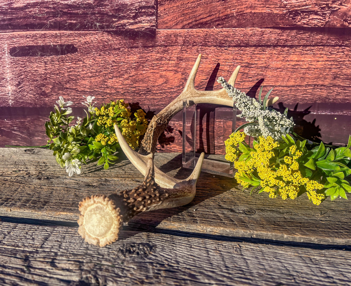 White-Tailed Deer Antlers. Small Fresh Matching Set. Decor, design, crafting and more!