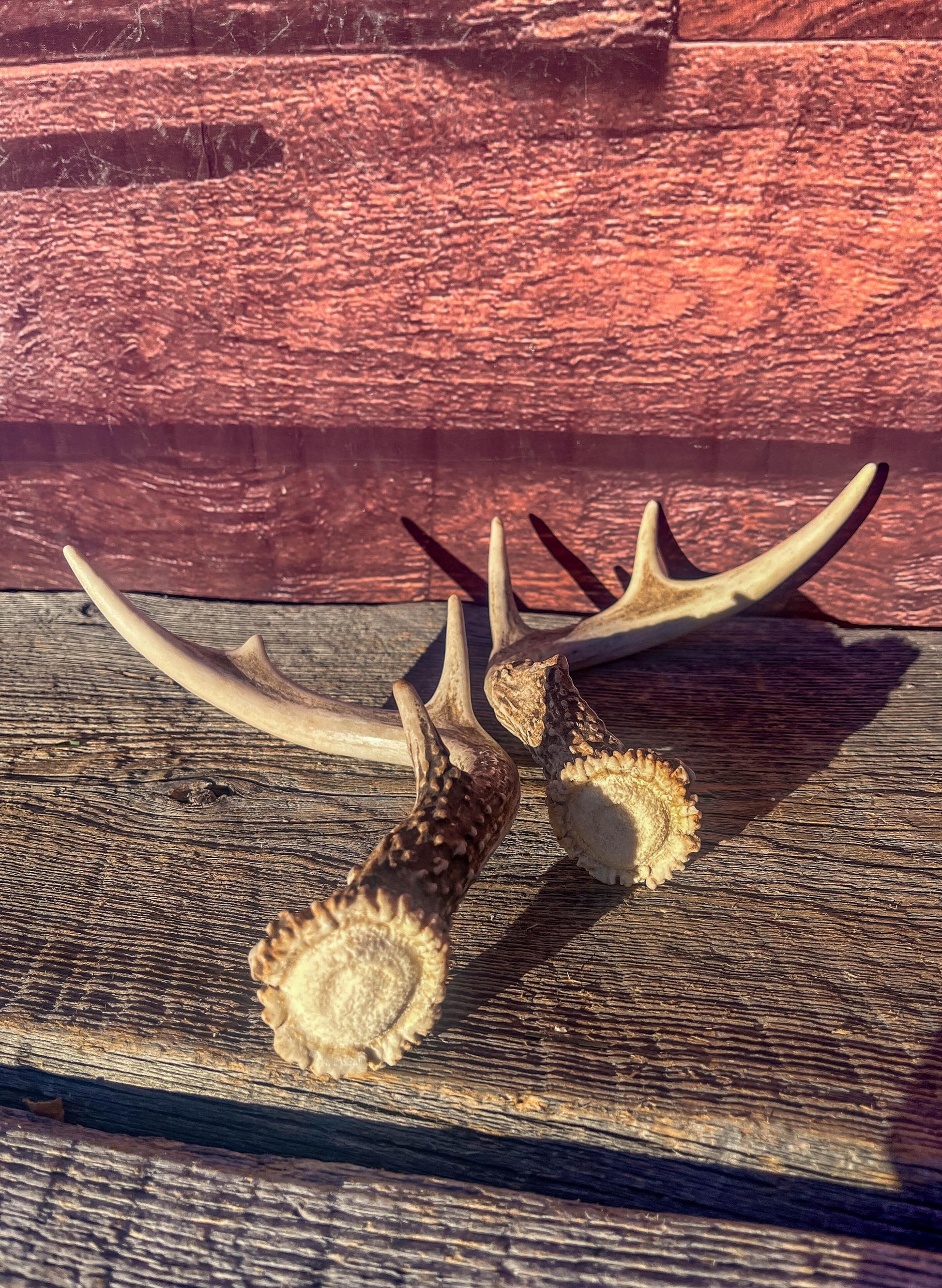 White-Tailed Deer Antlers. Small Fresh Matching Set. Decor, design, crafting and more!