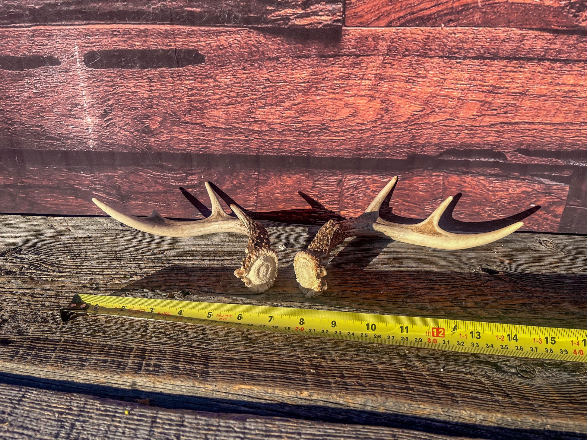 White-Tailed Deer Antlers. Small Fresh Matching Set. Decor, design, crafting and more!