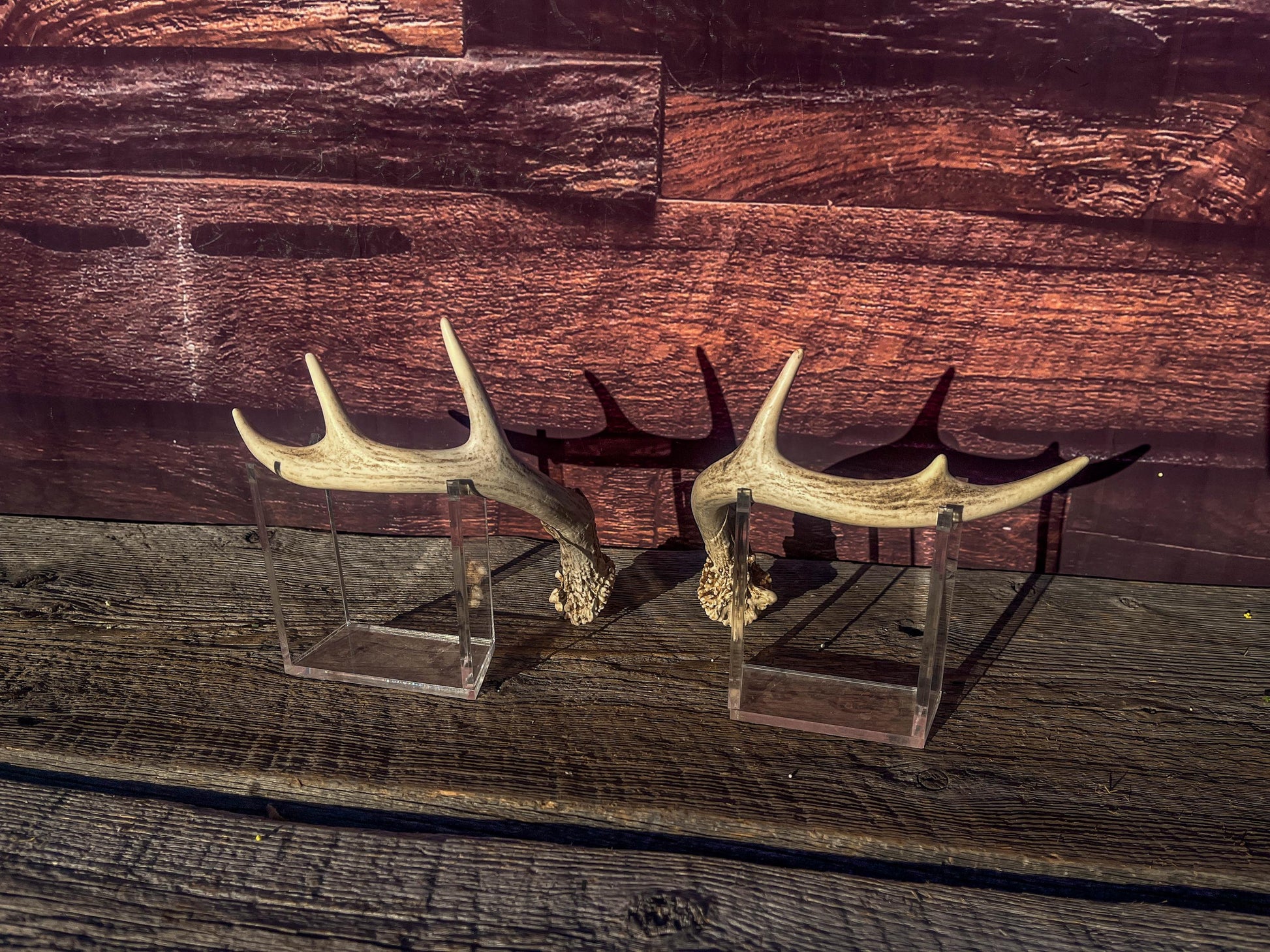 White-Tailed Deer Antlers. Small Fresh Matching Set. Decor, design, crafting and more!